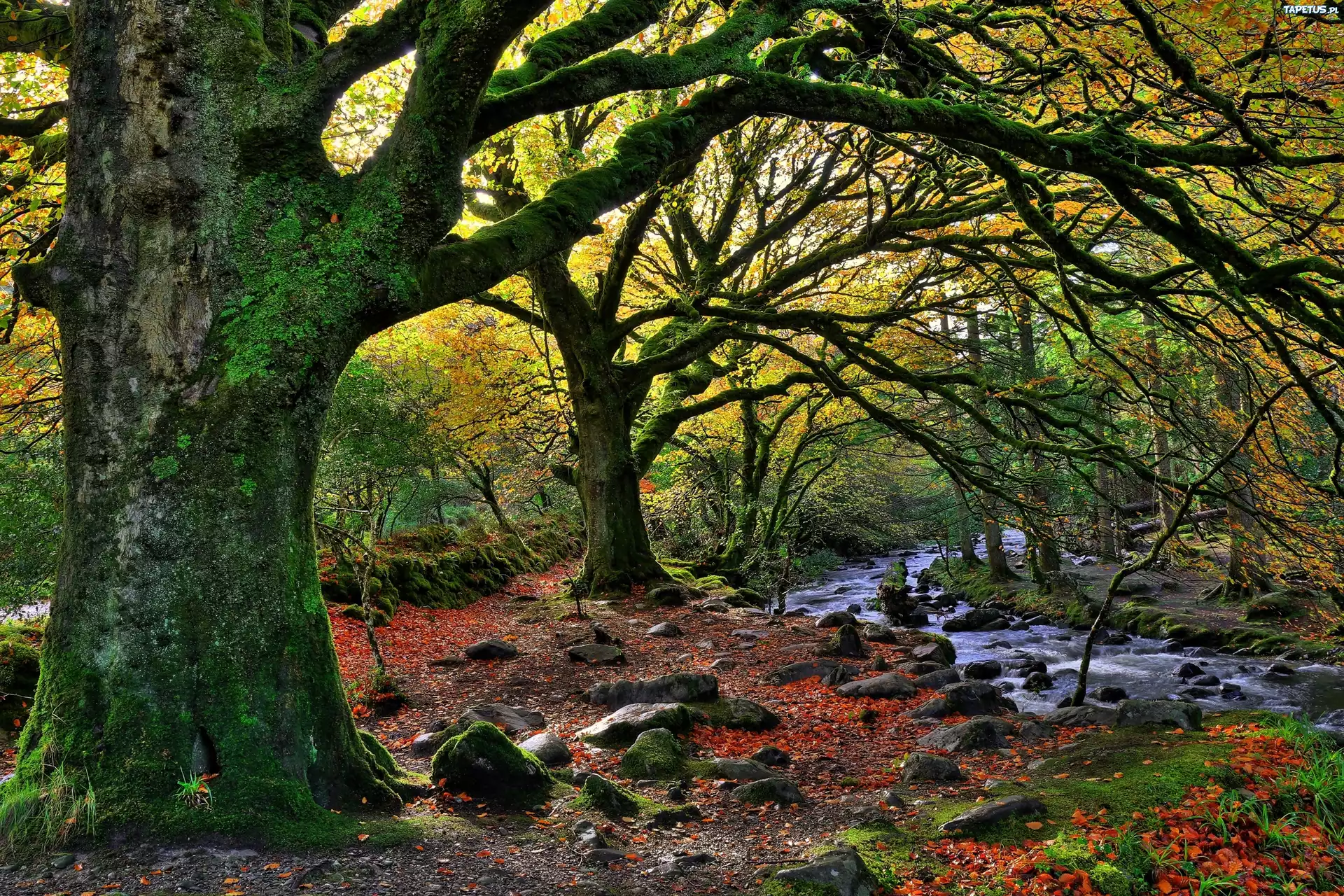 Irlandia, Narodowy, Park, Killarney, Rzeczka, Kamienie