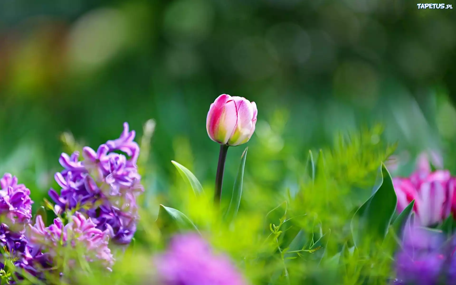 Tulipany, Kwiaty, Bokeh, Ogród