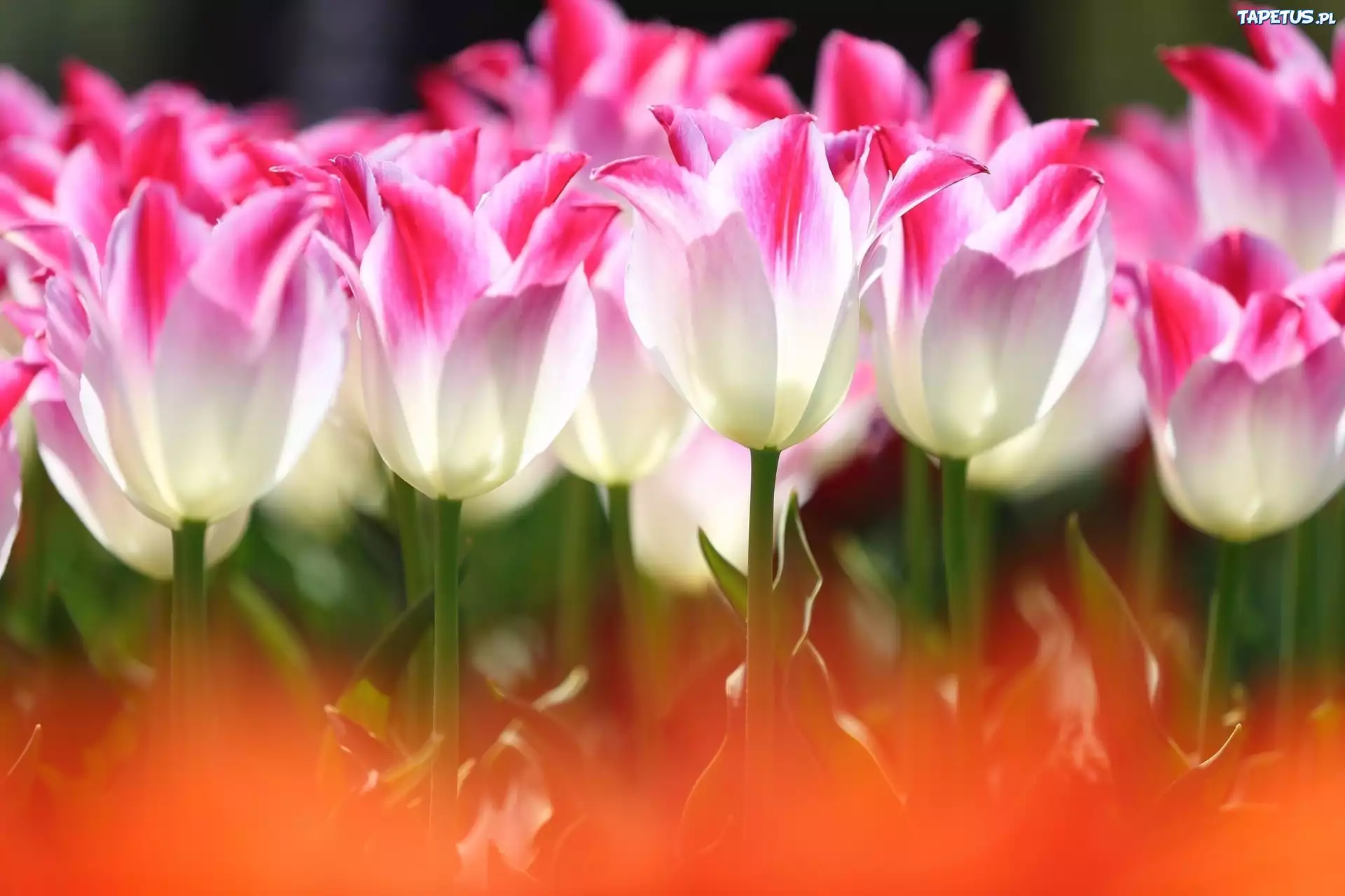 Kwiaty, Tulipany