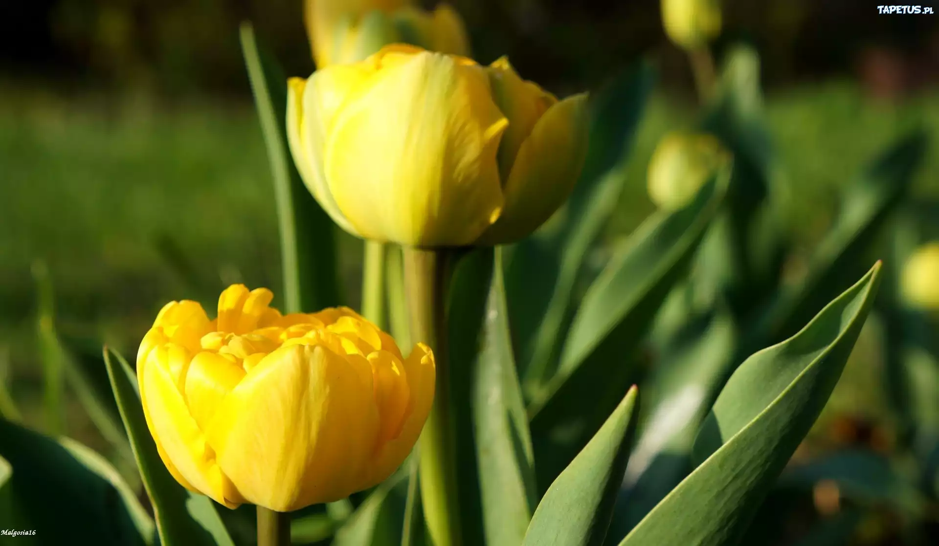 Kwiaty, Wiosenne, Żółte, Tulipany