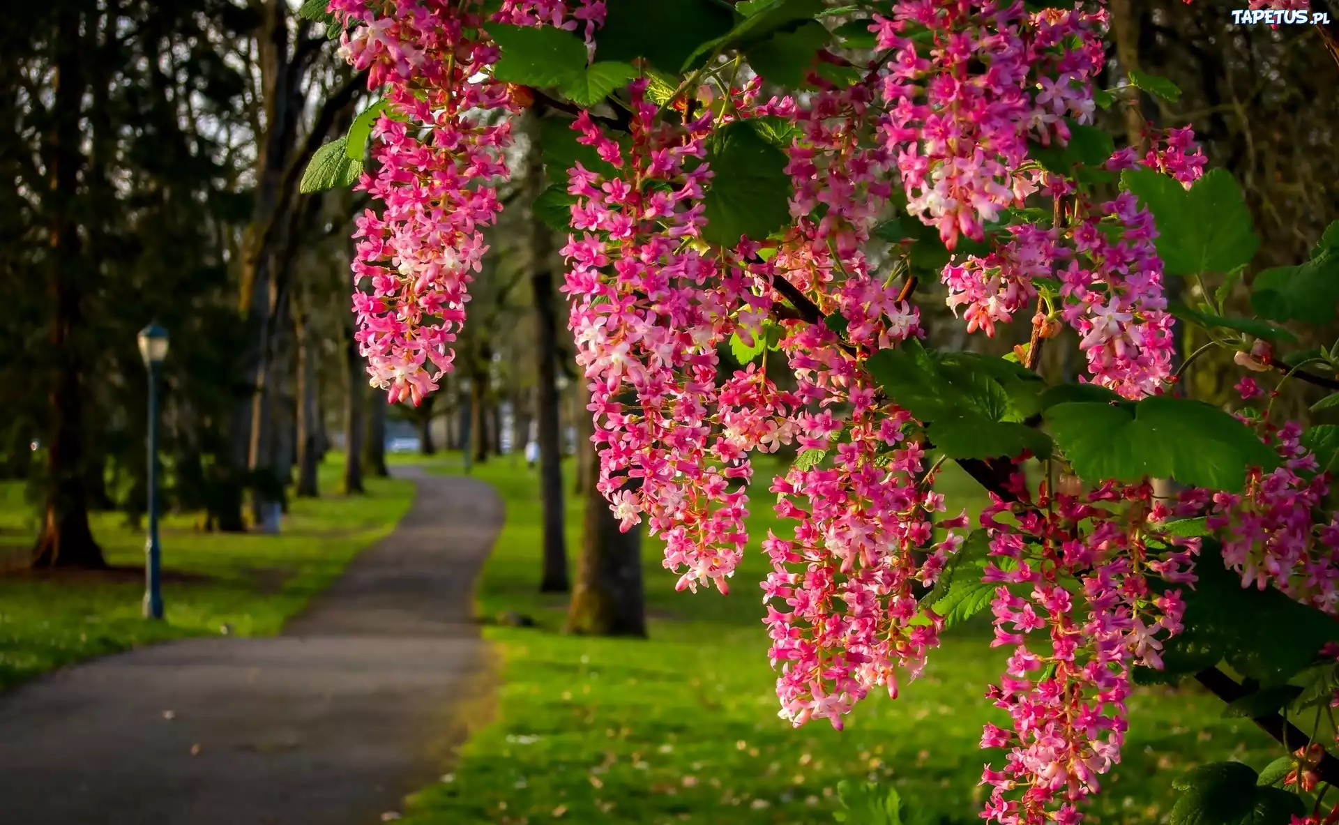 цветение деревья сад flowering trees garden бесплатно