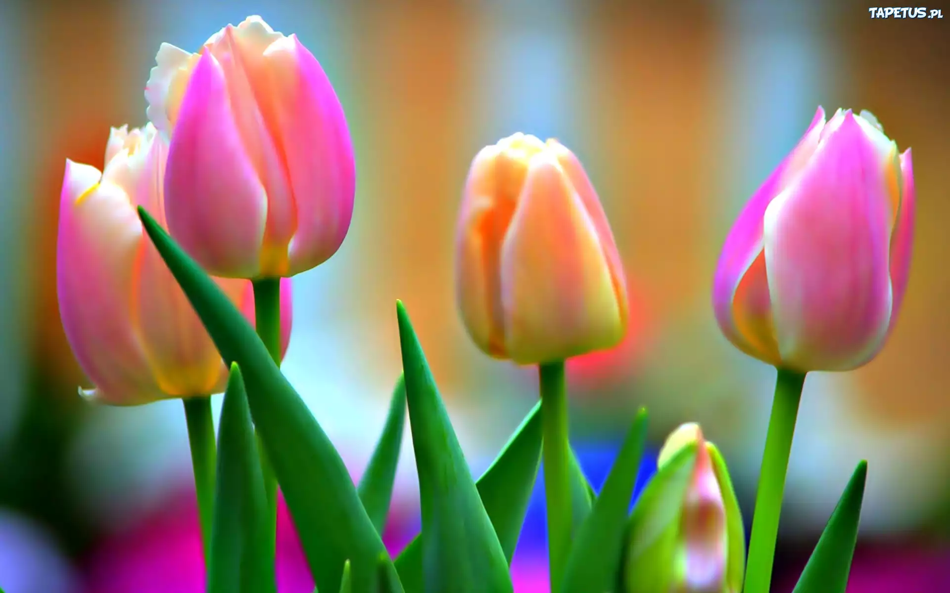 Kwiaty, Tulipany