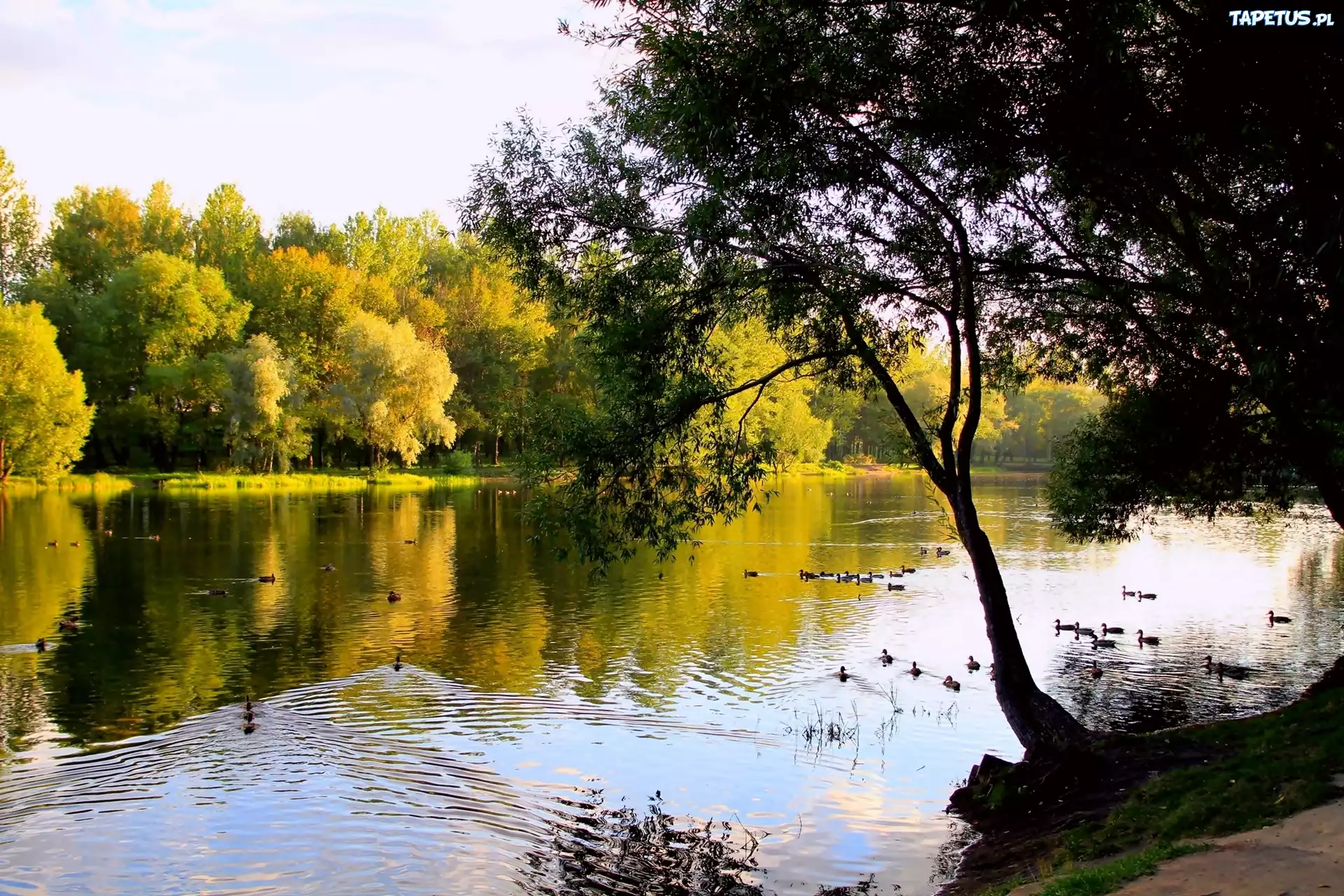 Park, Jesień, Rzeka, Pływające, Kaczki