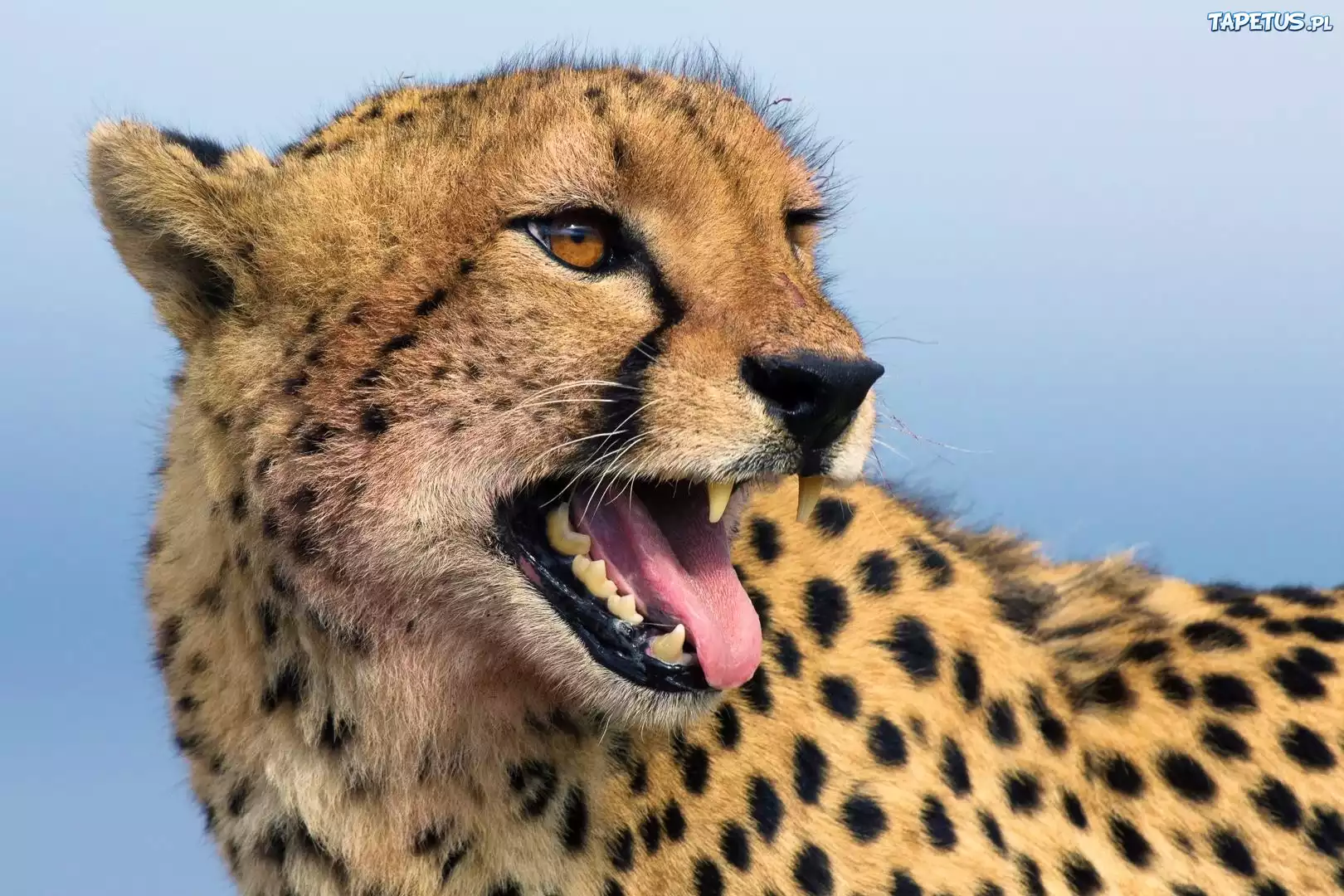 Gepard, Kły, Język
