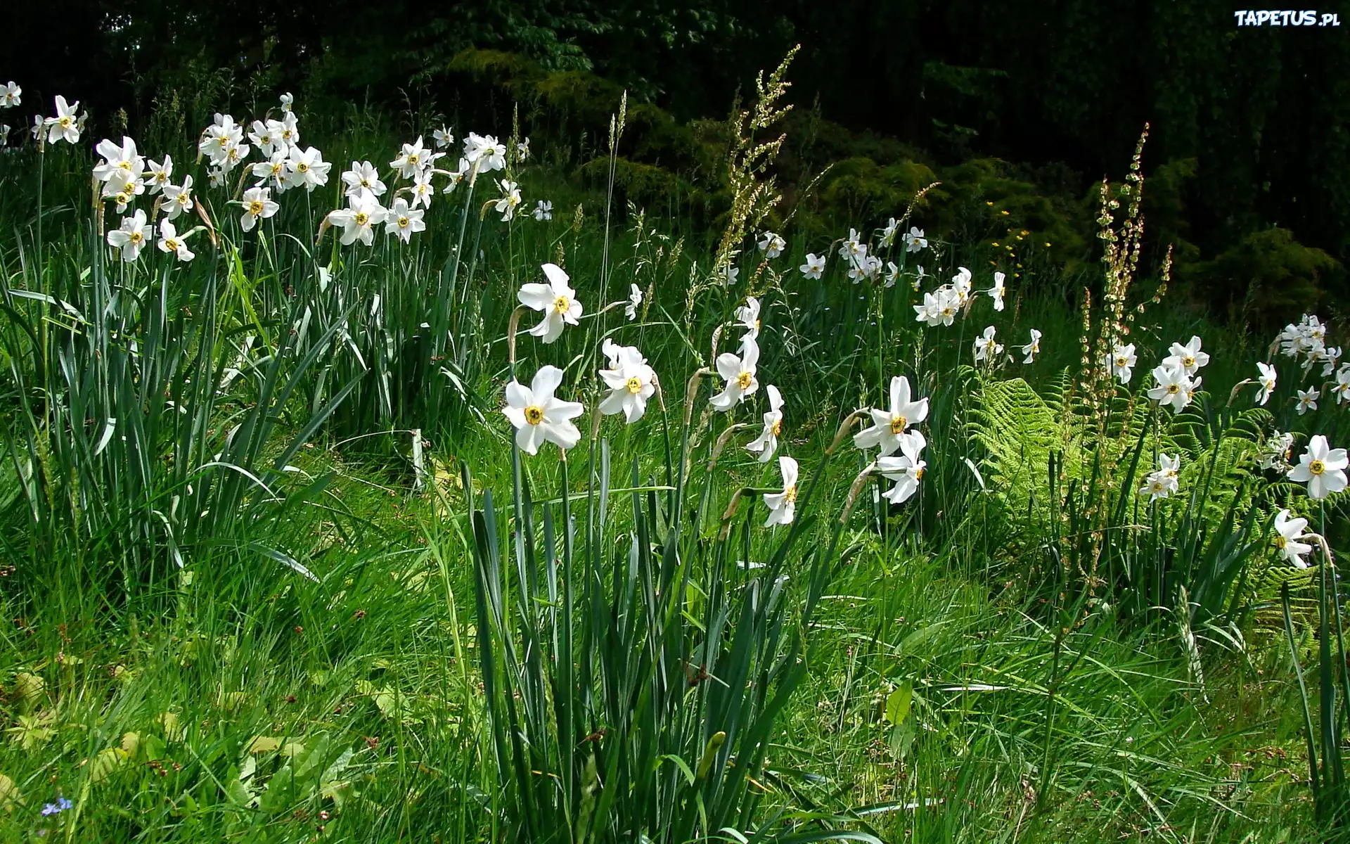 Kwiaty, Trawa, Narcyze