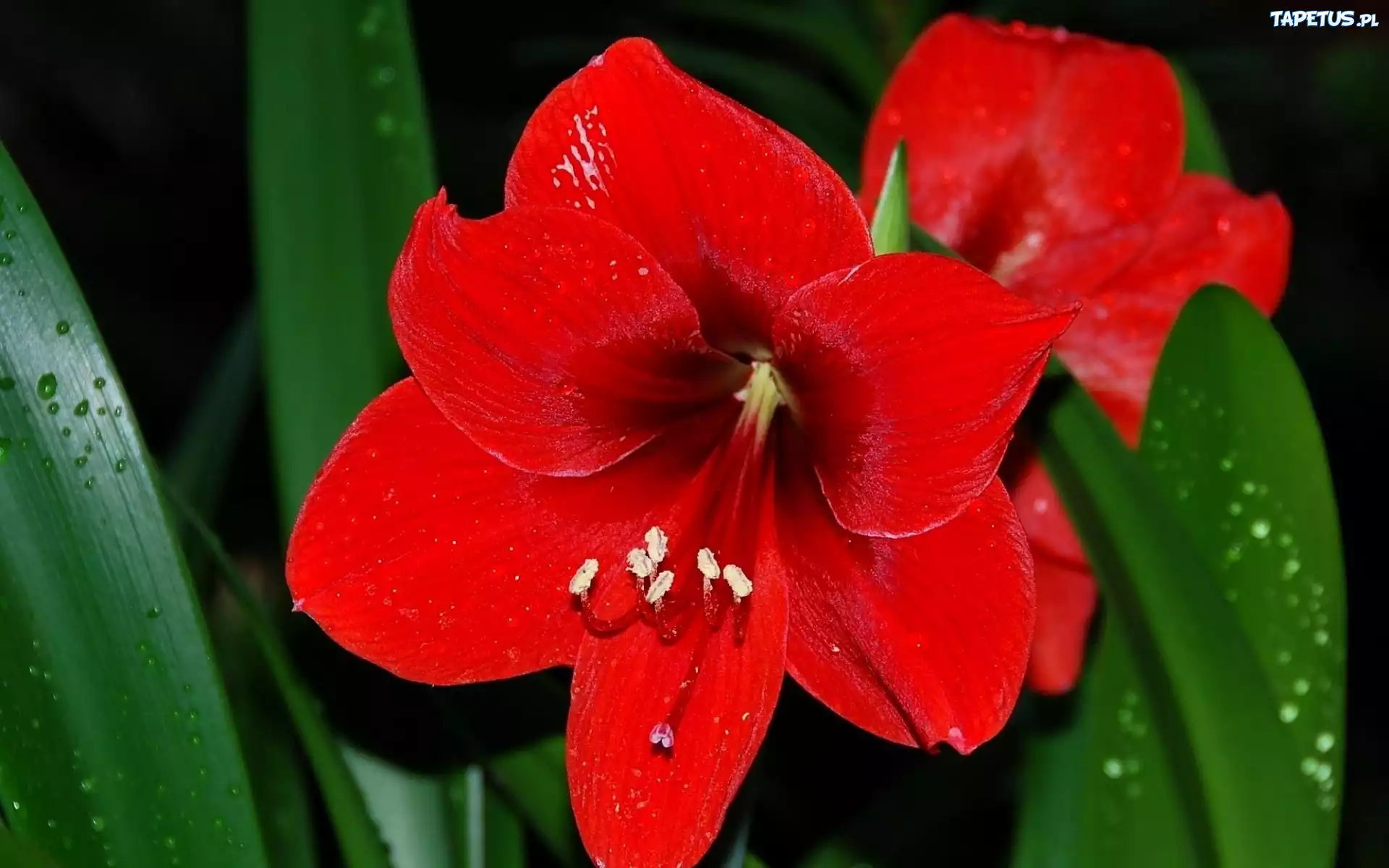 Kwiat, Amarylis, Liście, Rosa