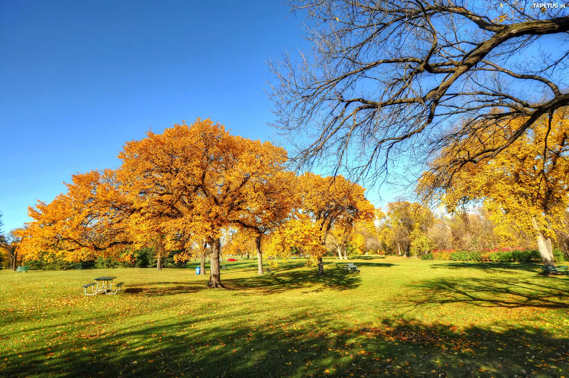 Jesień, Park, Drzewa, Ławeczka