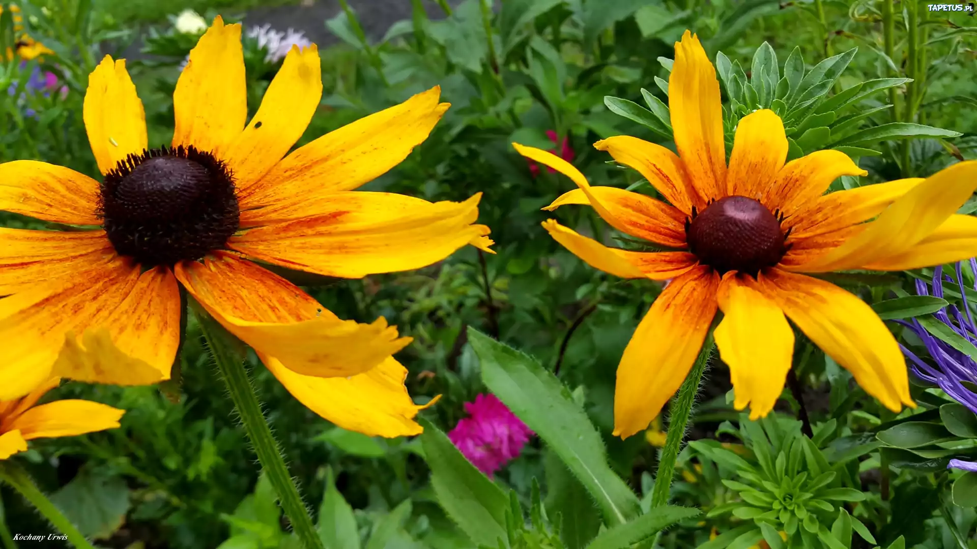 Rudbekia