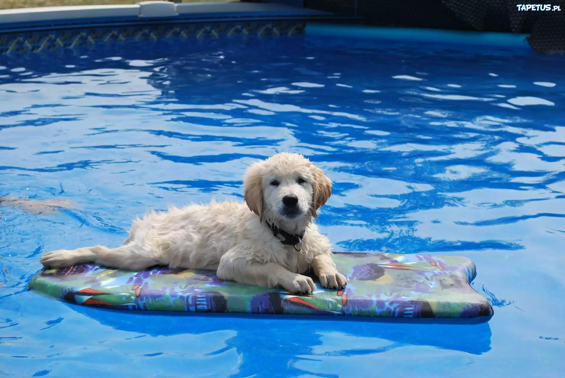 Golden Retriever, Woda, Basen
