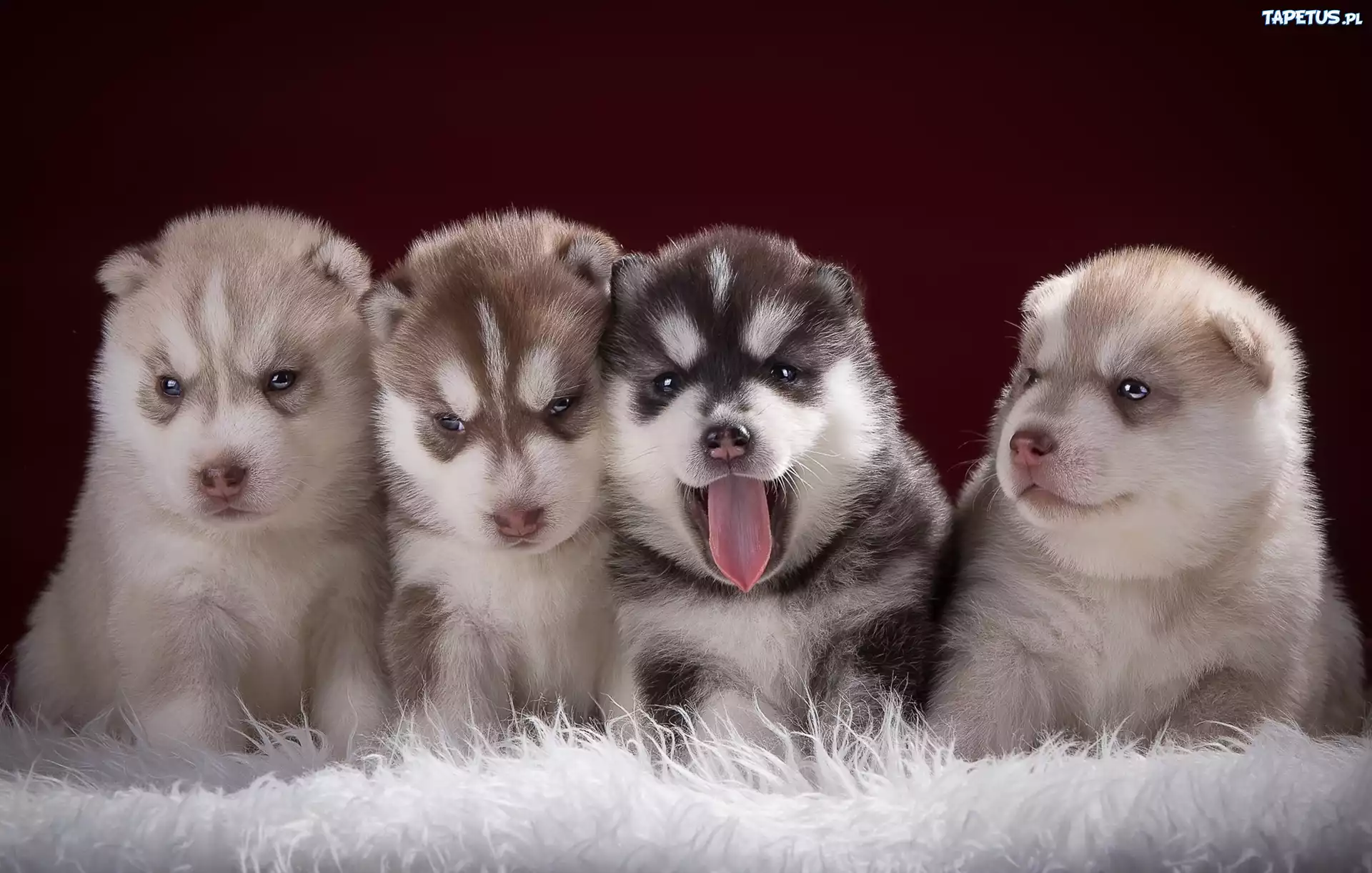 Słodkie, Szczeniaczki, Siberian Husky