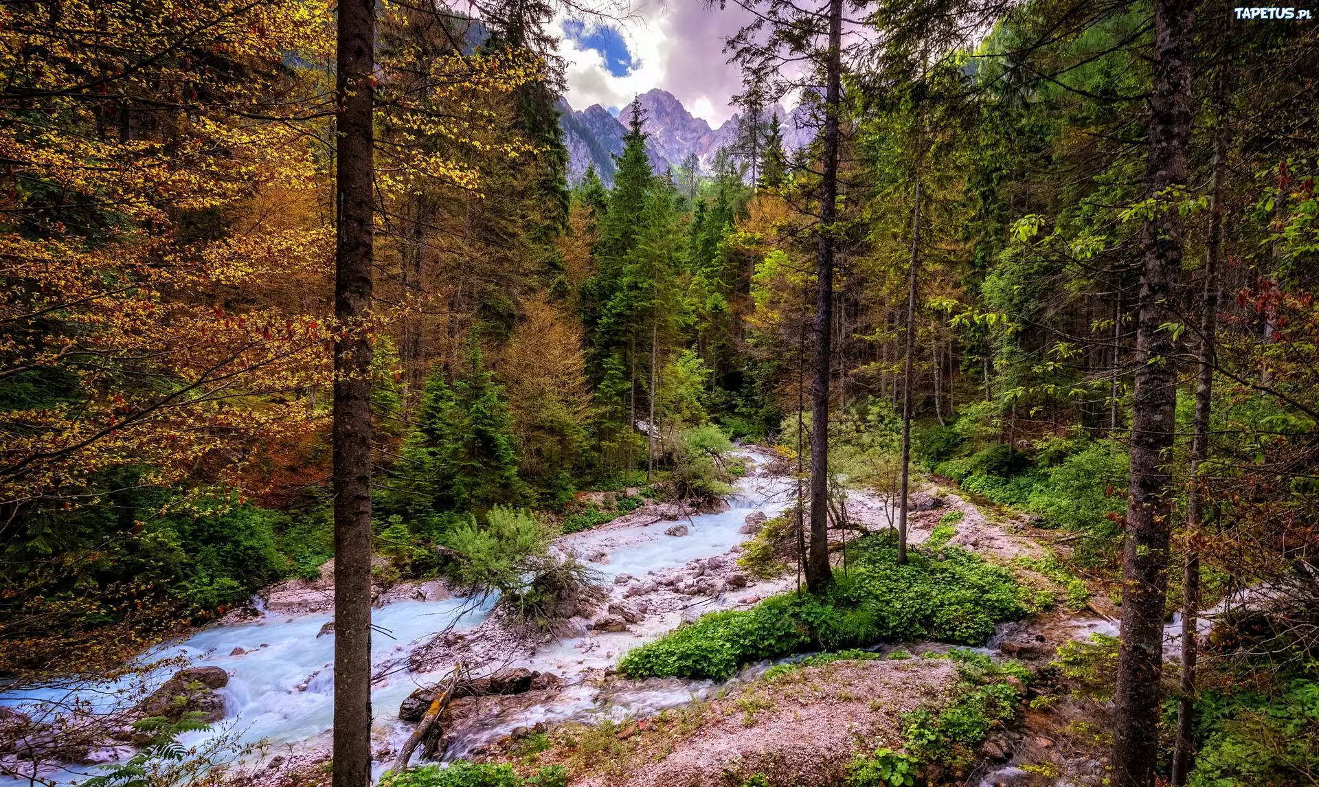 Las, Drzewa, Rzeka