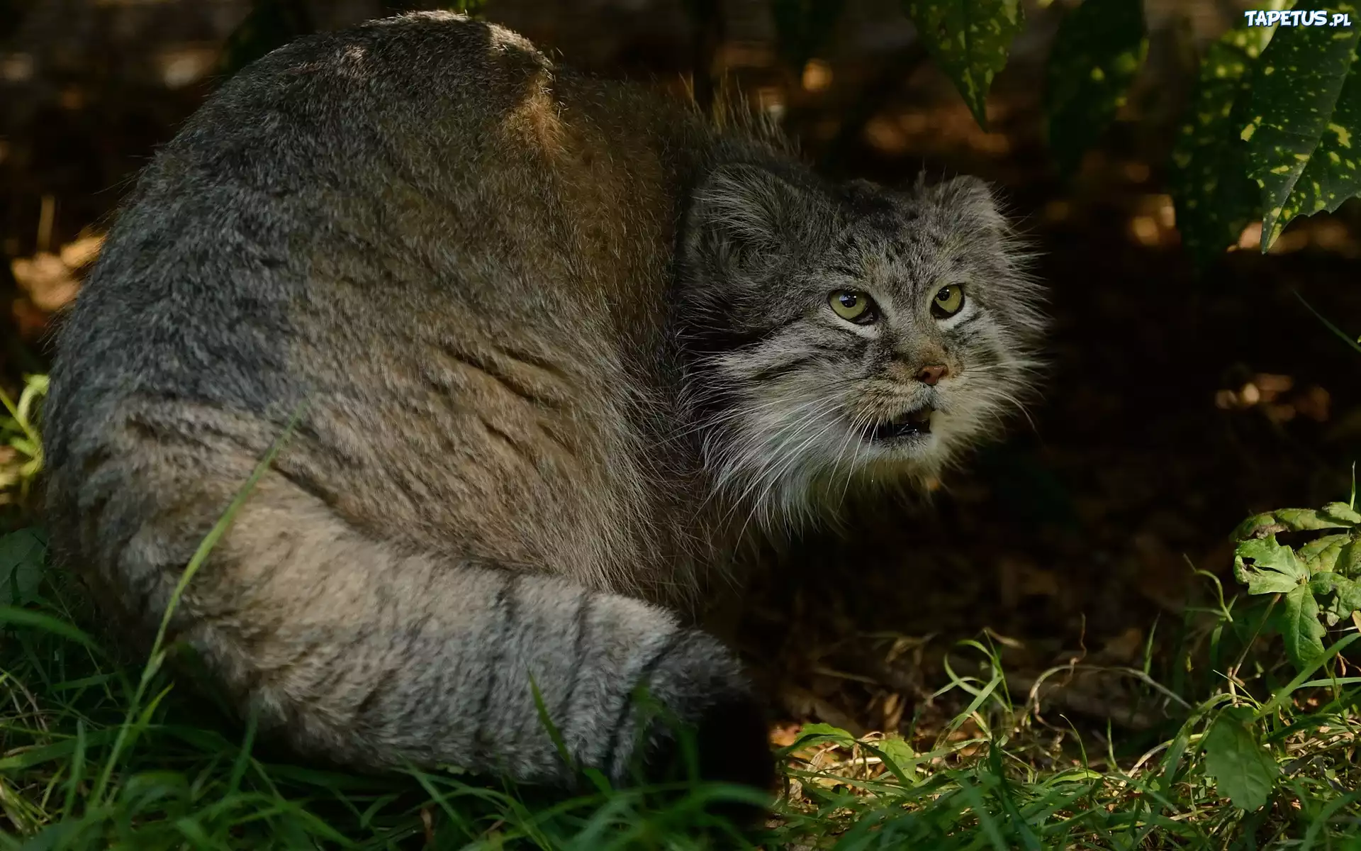 Manul, Trawa