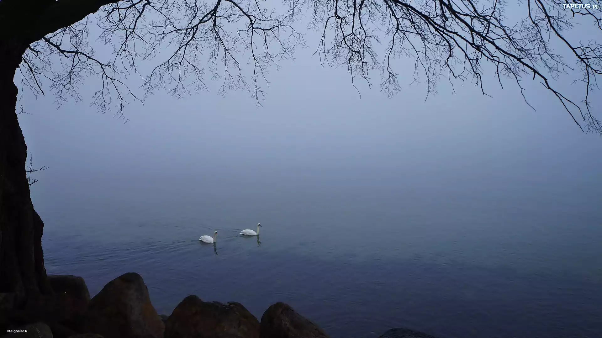 Jezioro, Łabędzie, Drzewo, Gałązki