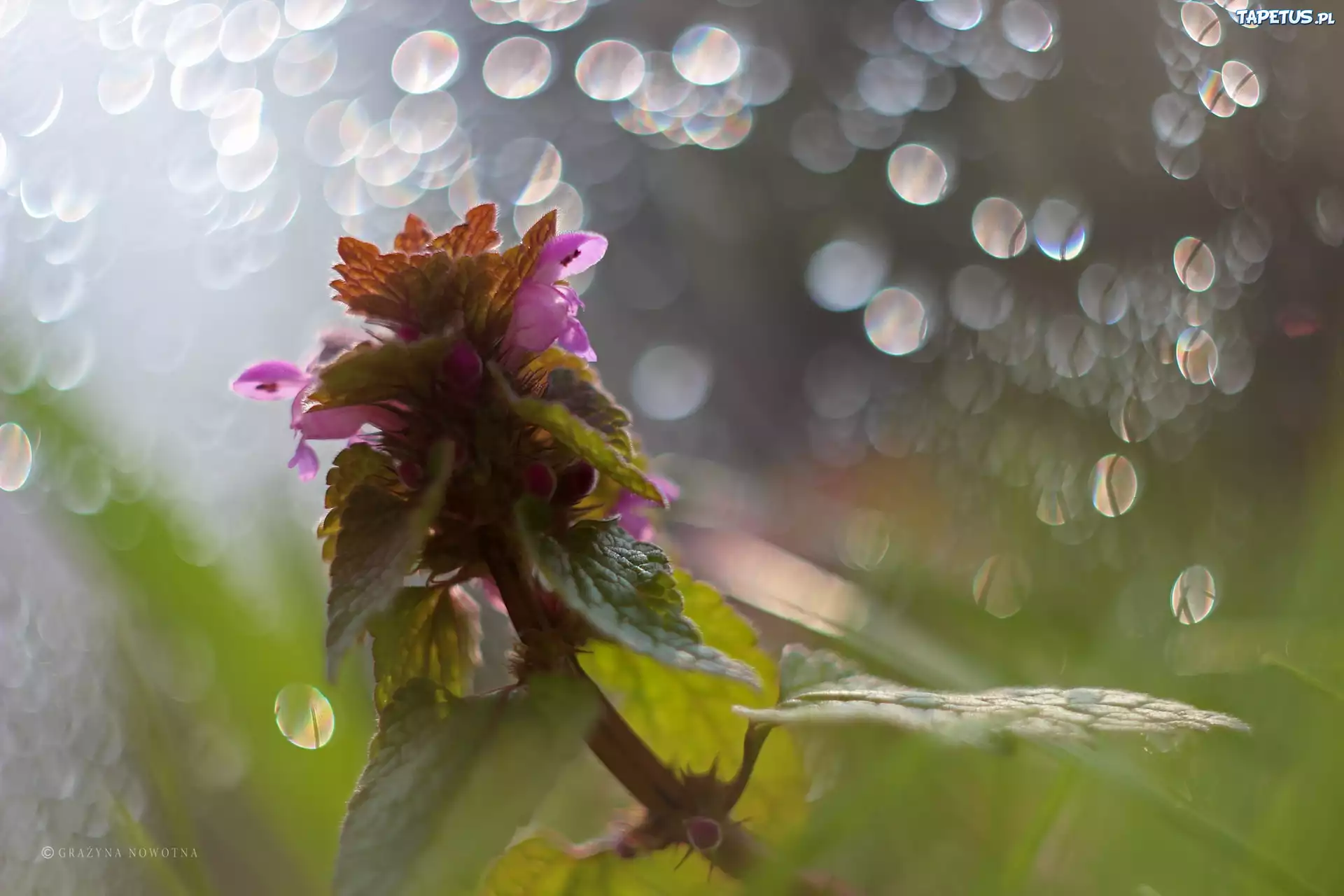 Jasnota Purpurowa, Roślina, Pokrzywa, Bokeh
