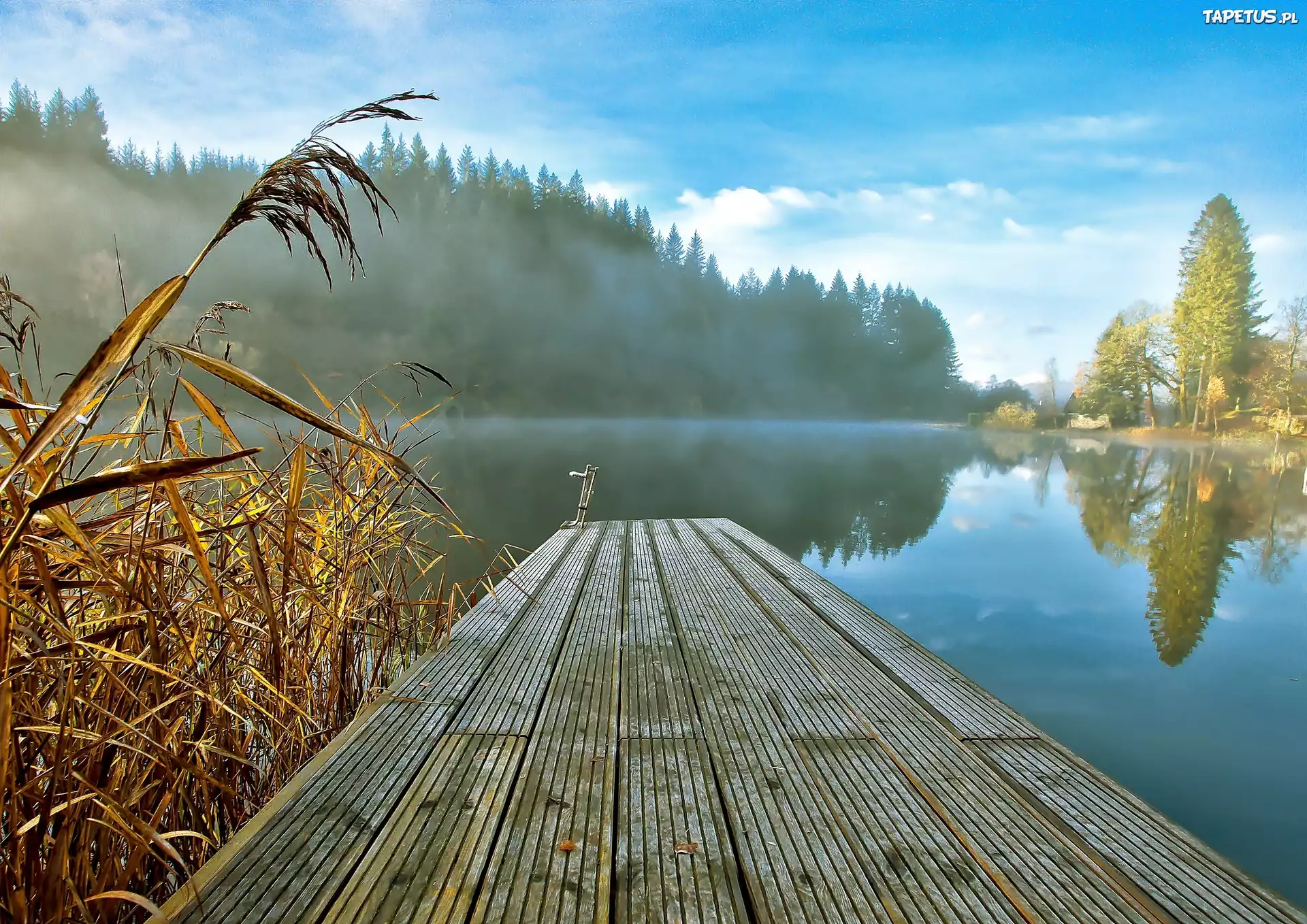 Las, Mgła, Trzciny, Jezioro, Poranek, Pomost