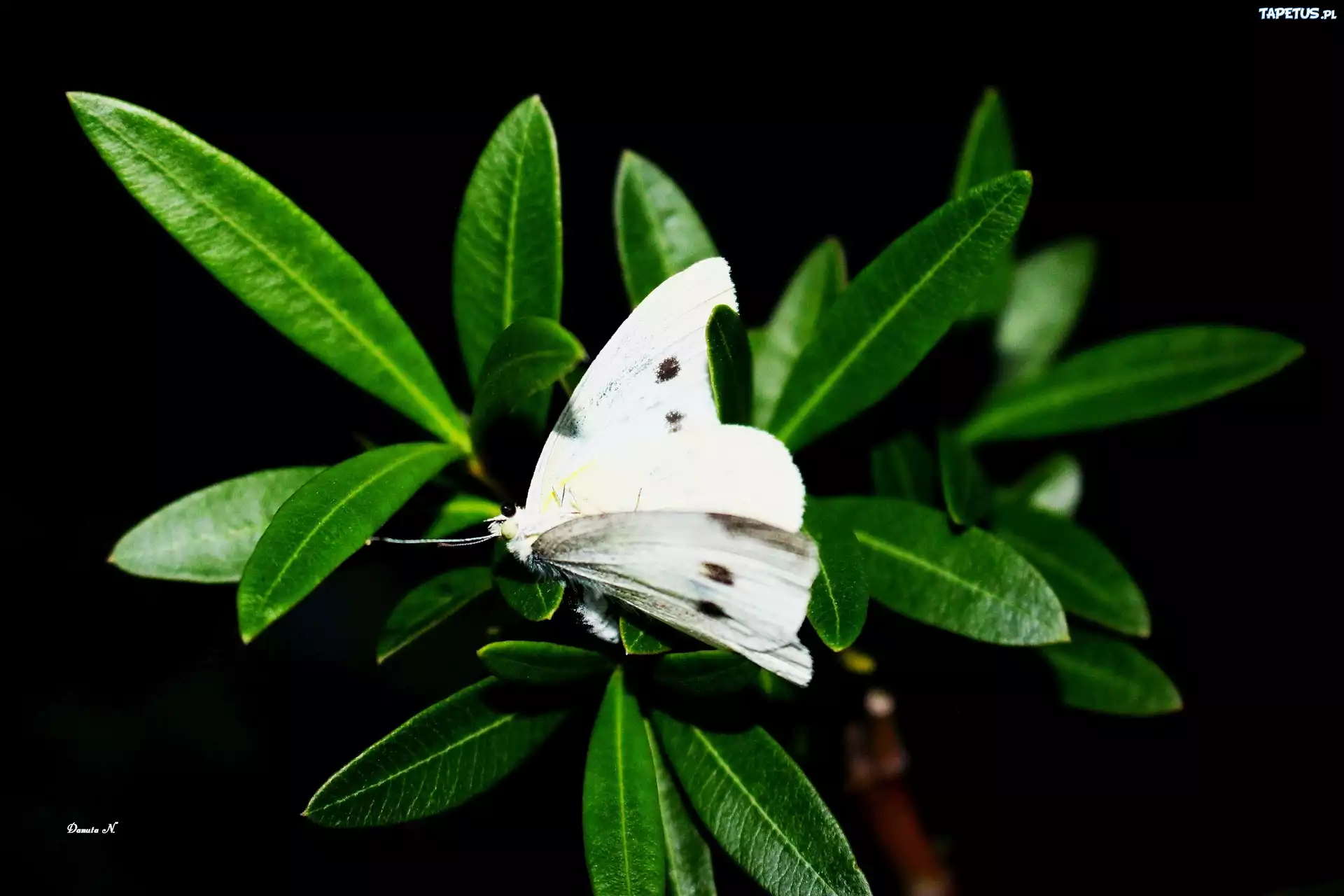 Liście, Motyl, Bielinek