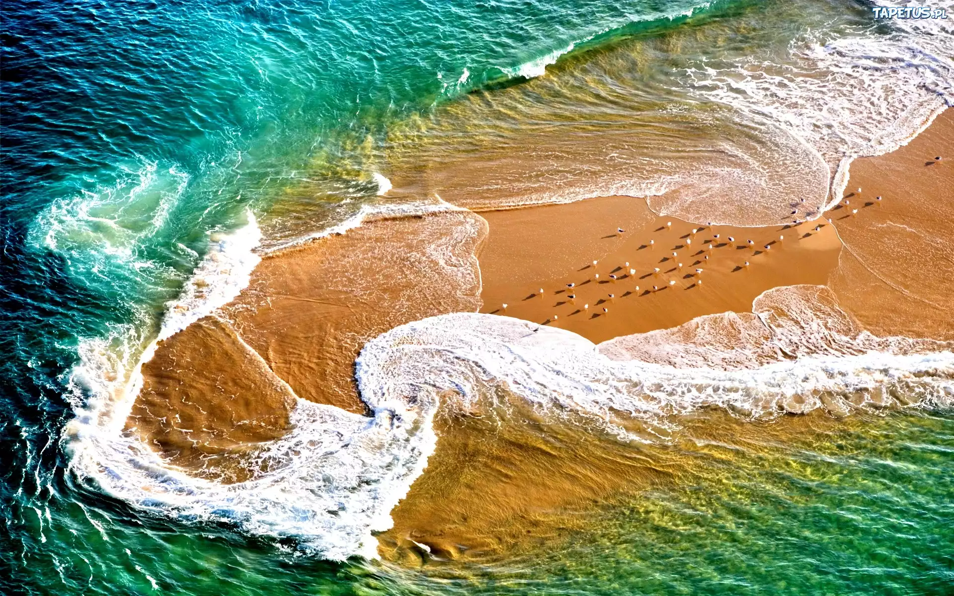 Morze, Plaża, Fale, Ptaki