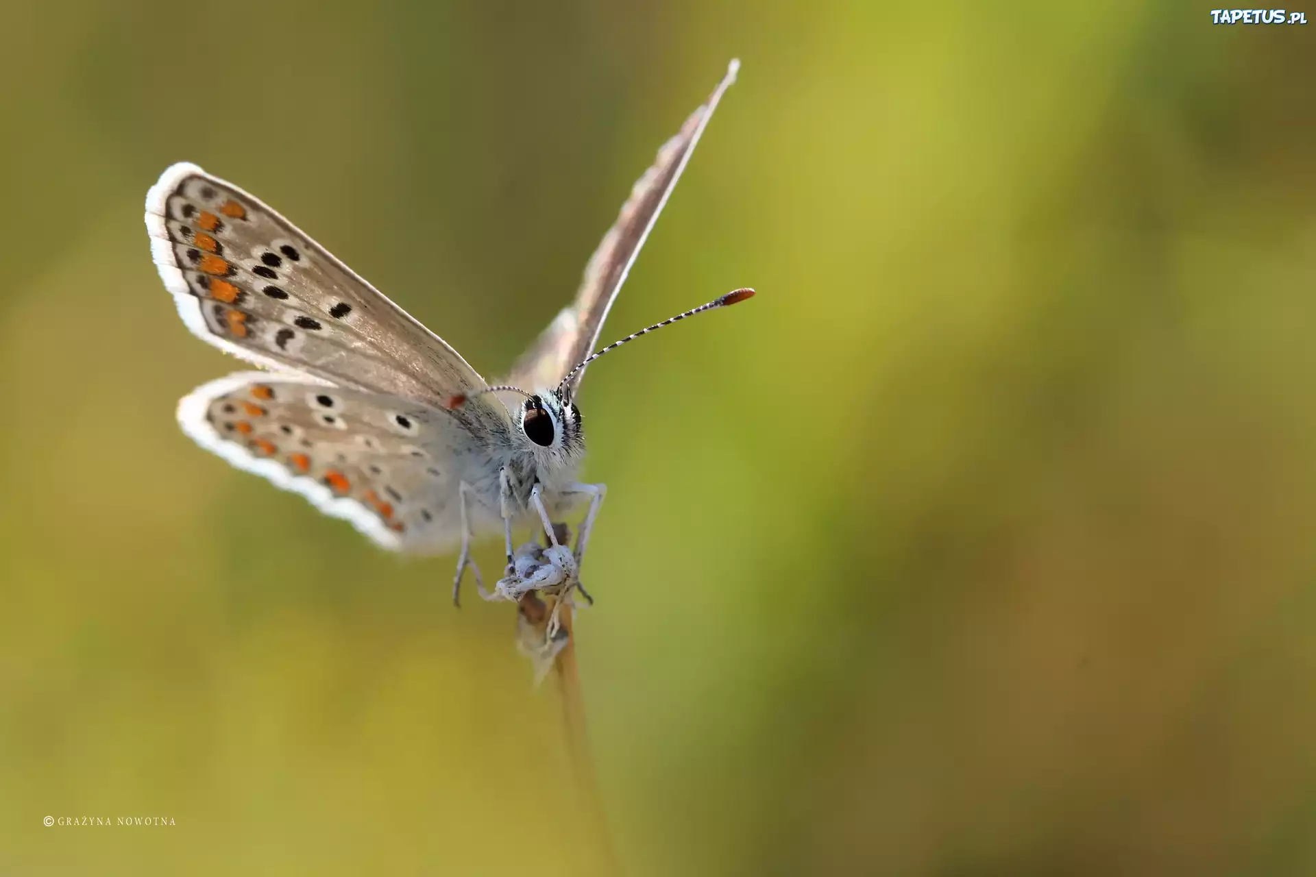 Motyl, Modraszek, Owad