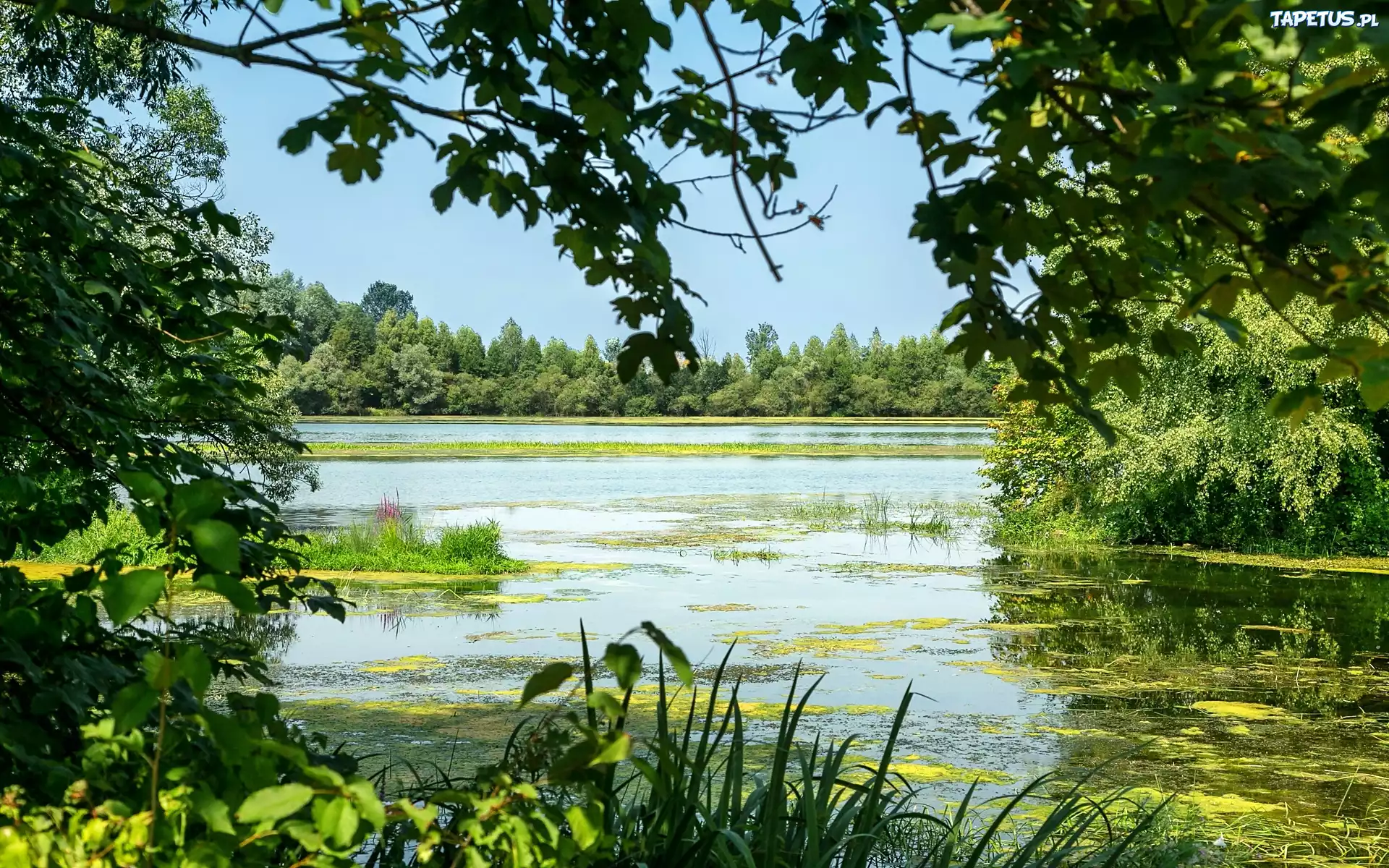 Jezioro, Rośliny, Drzewa, Lato