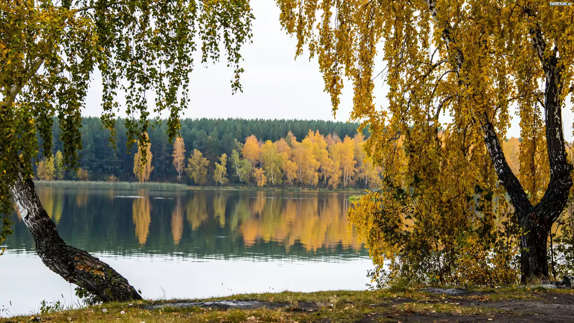 Jezioro, Las, Brzozy, Jesień