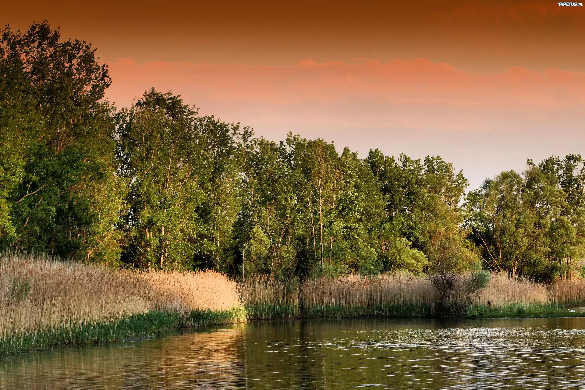 Jezioro, Trzciny, Drzewa