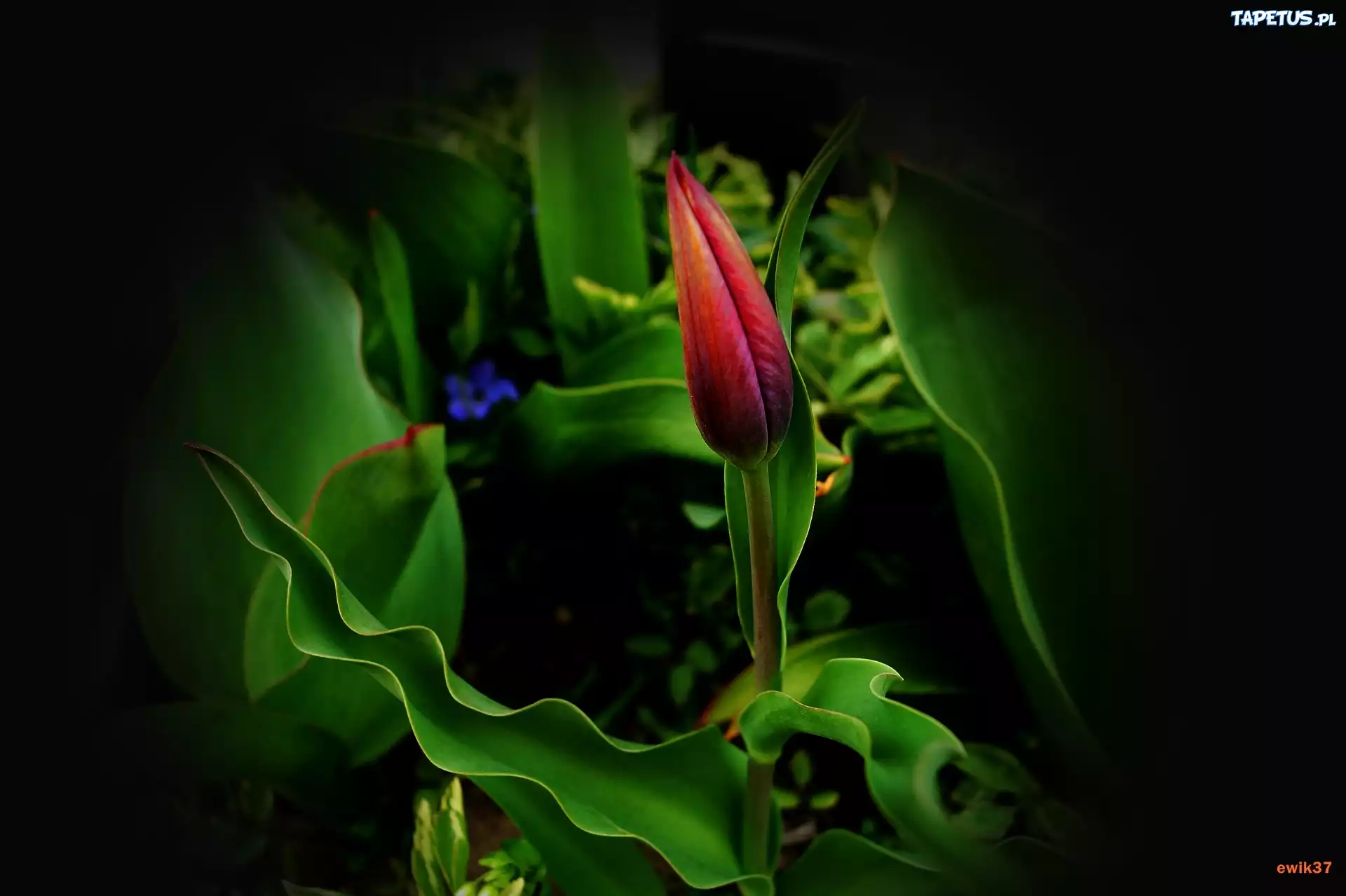 Pomarańczowo, Fioletowy, Tulipan