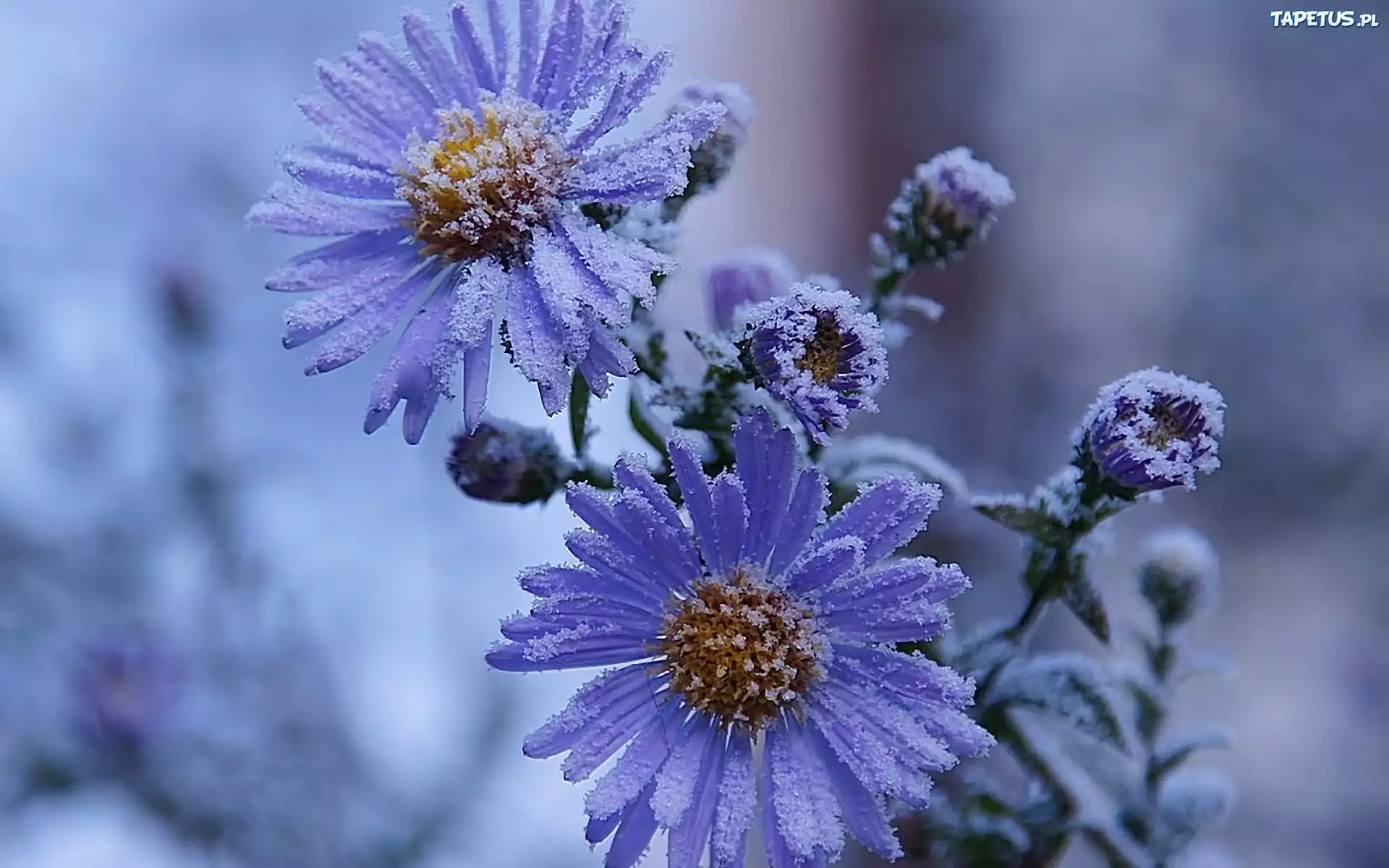 Zima, Oszroniony, Aster
