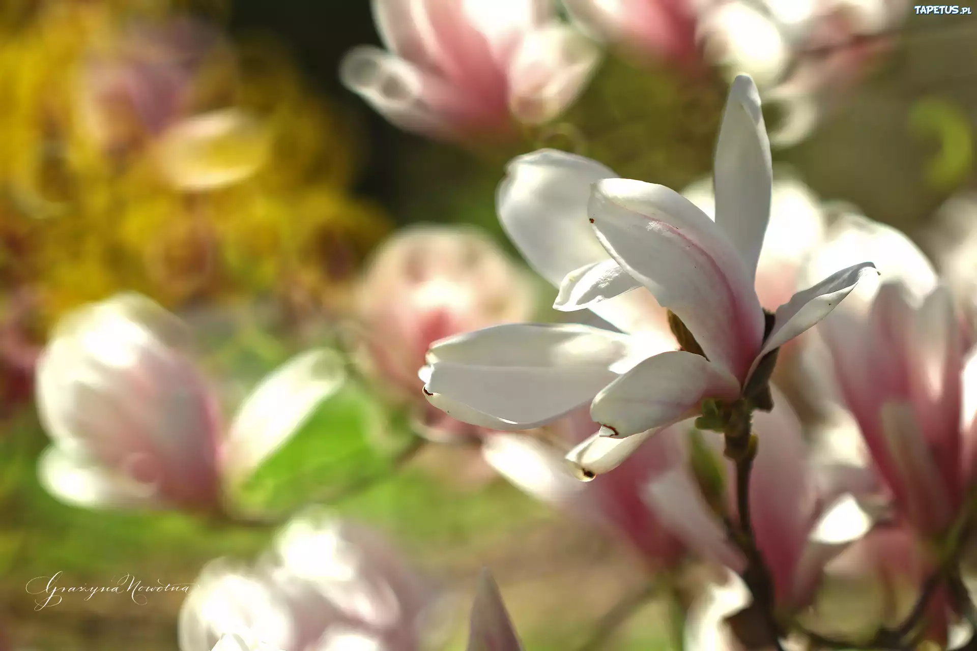 Magnolia, Różowy, Kwiat