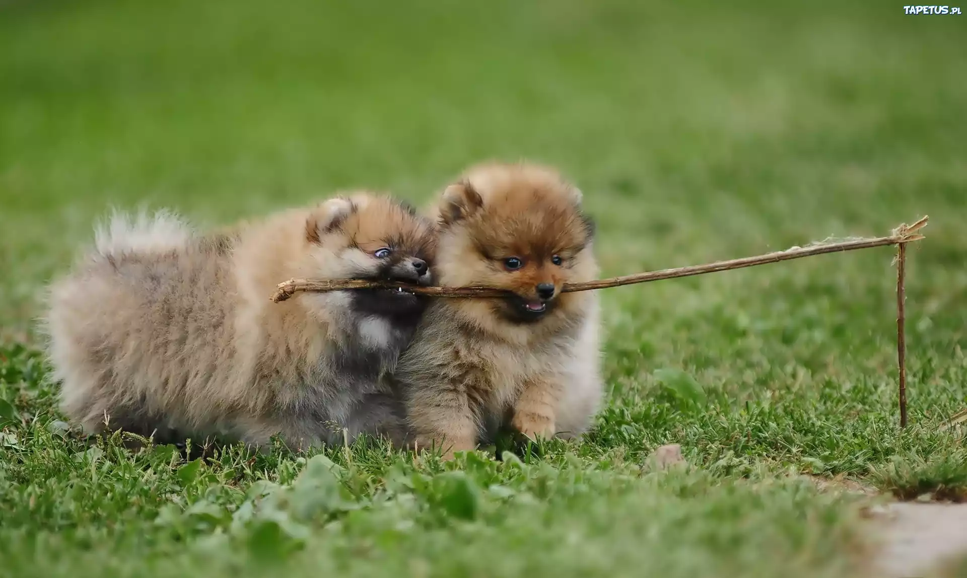 Dwa, Szczeniaczki, Pomeranian, Łąka, Patyk, Zabawa