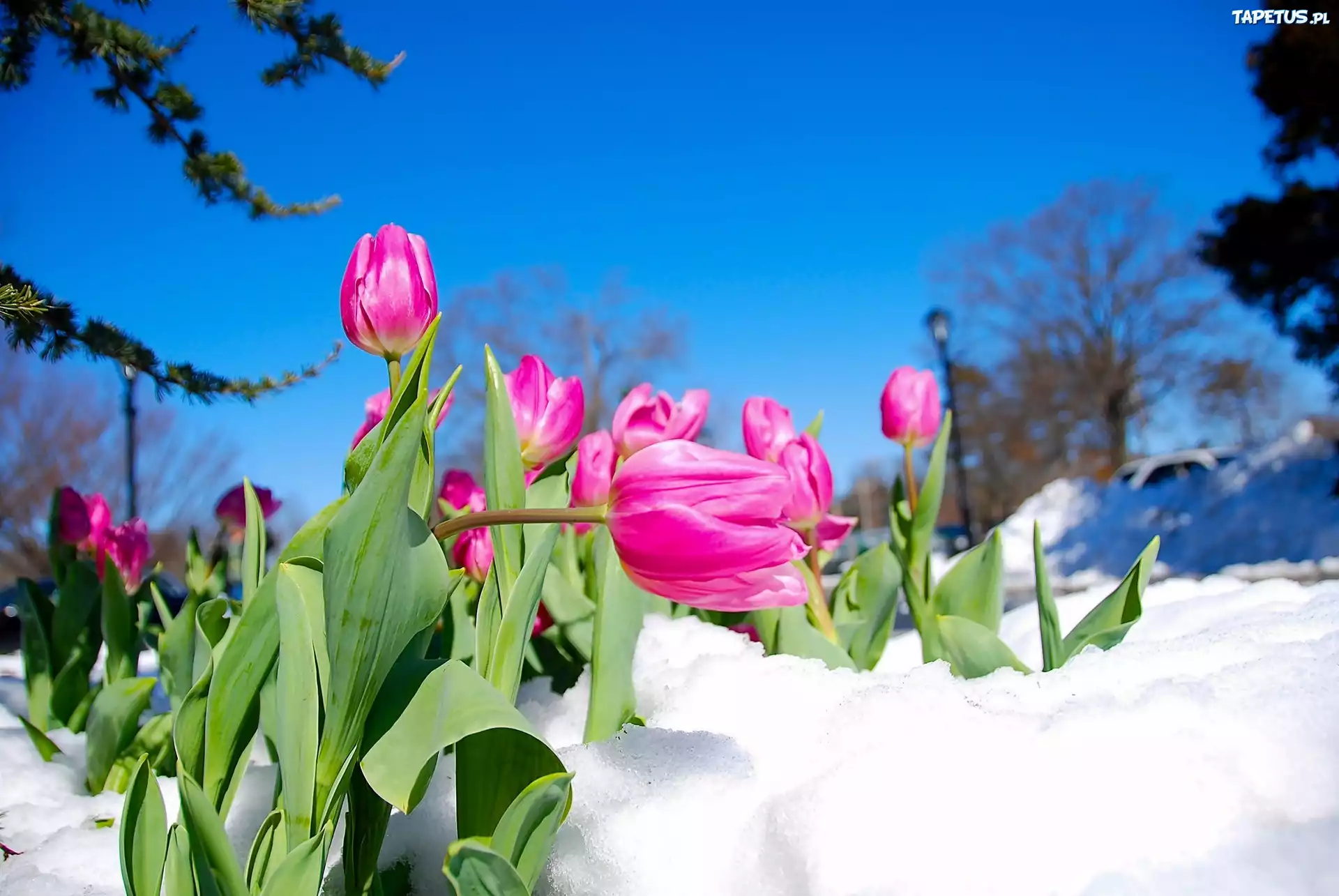 Różowe, Tulipany, Śnieg