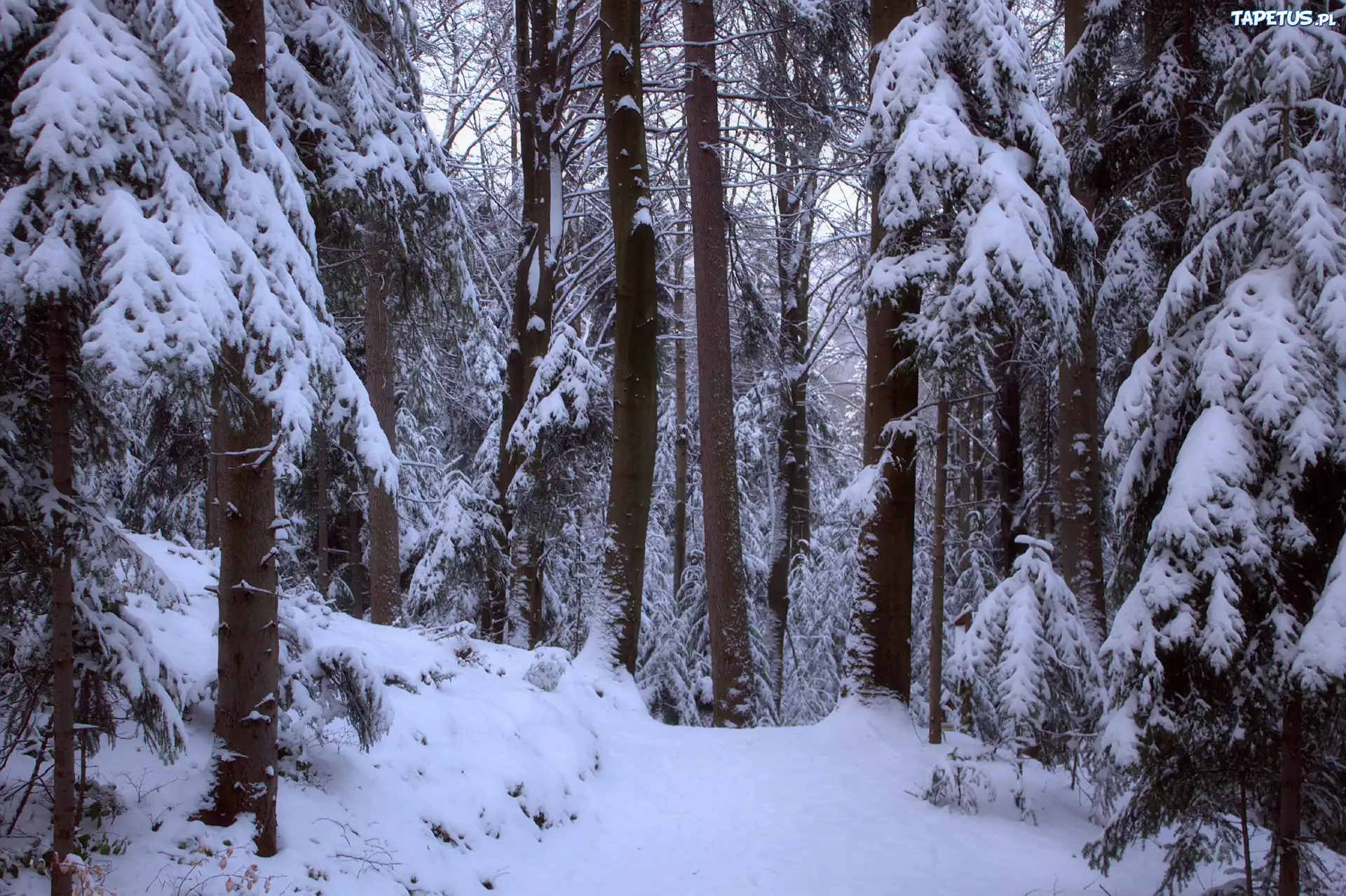 Zima, Las, Śnieg