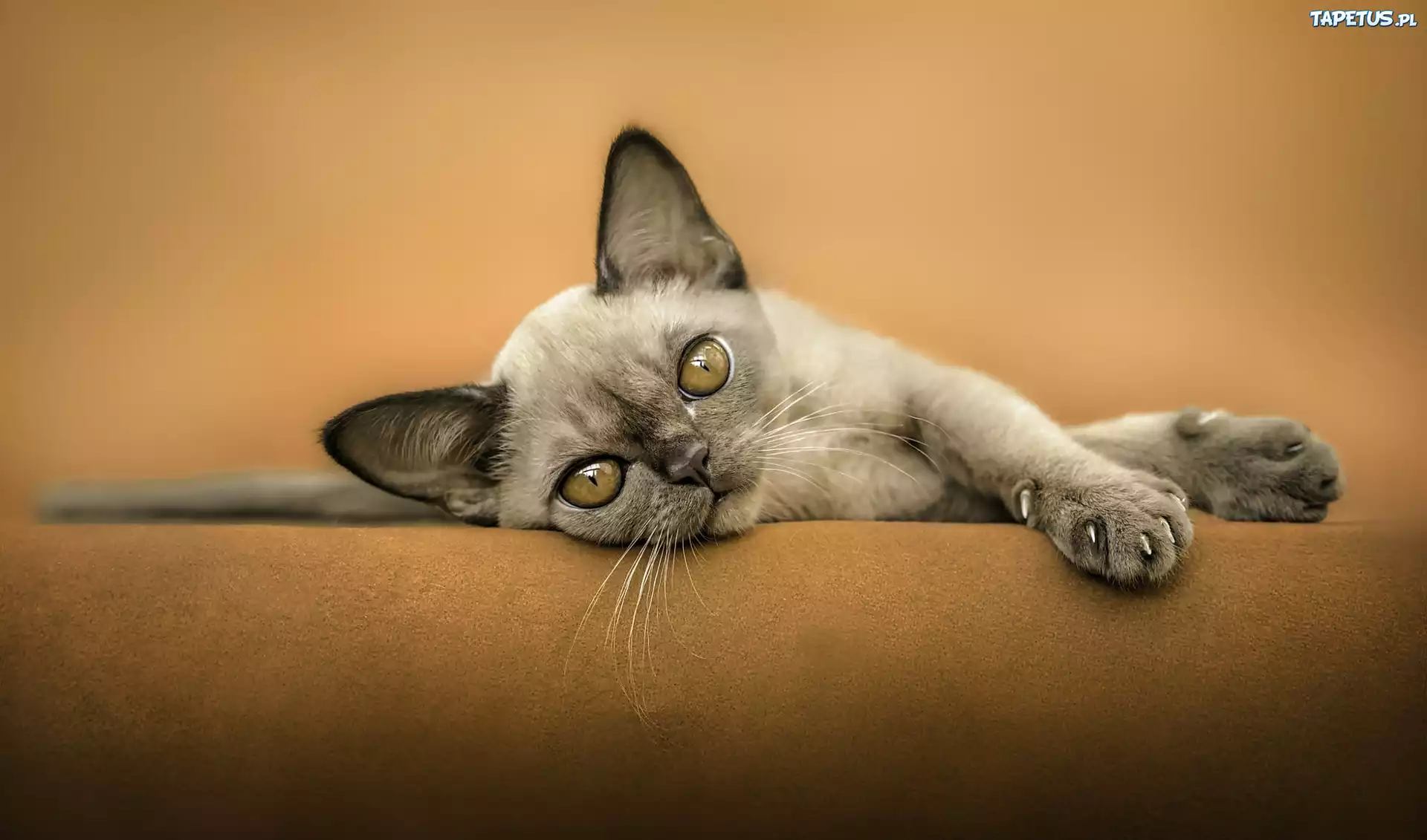 Słodki, Kotek, Devon rex, Kanapa
