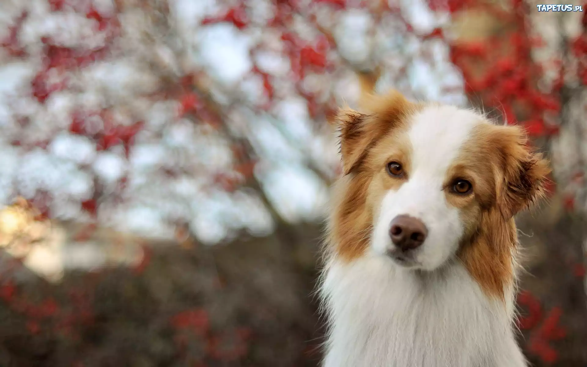 Border, Collie, Czerwony, Bokeh