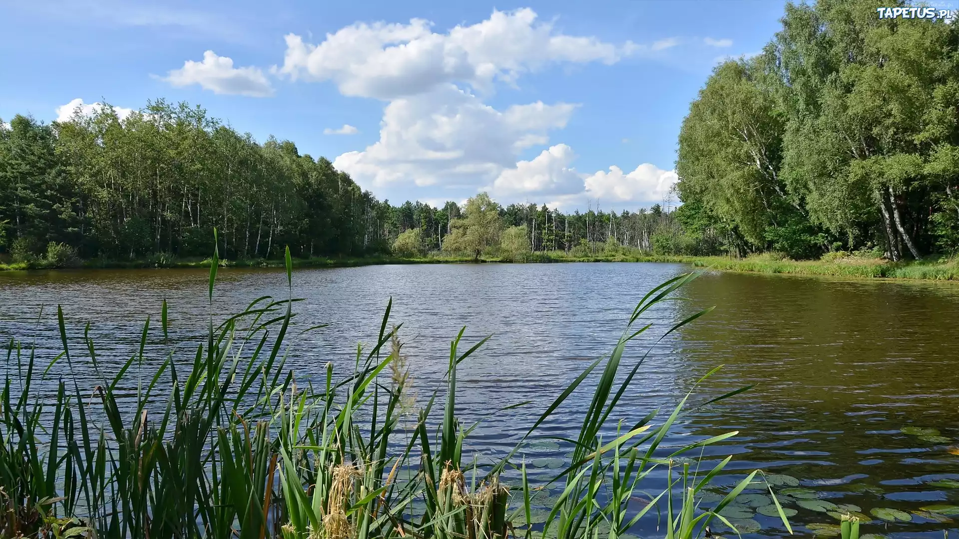 Trawa, Staw, Las