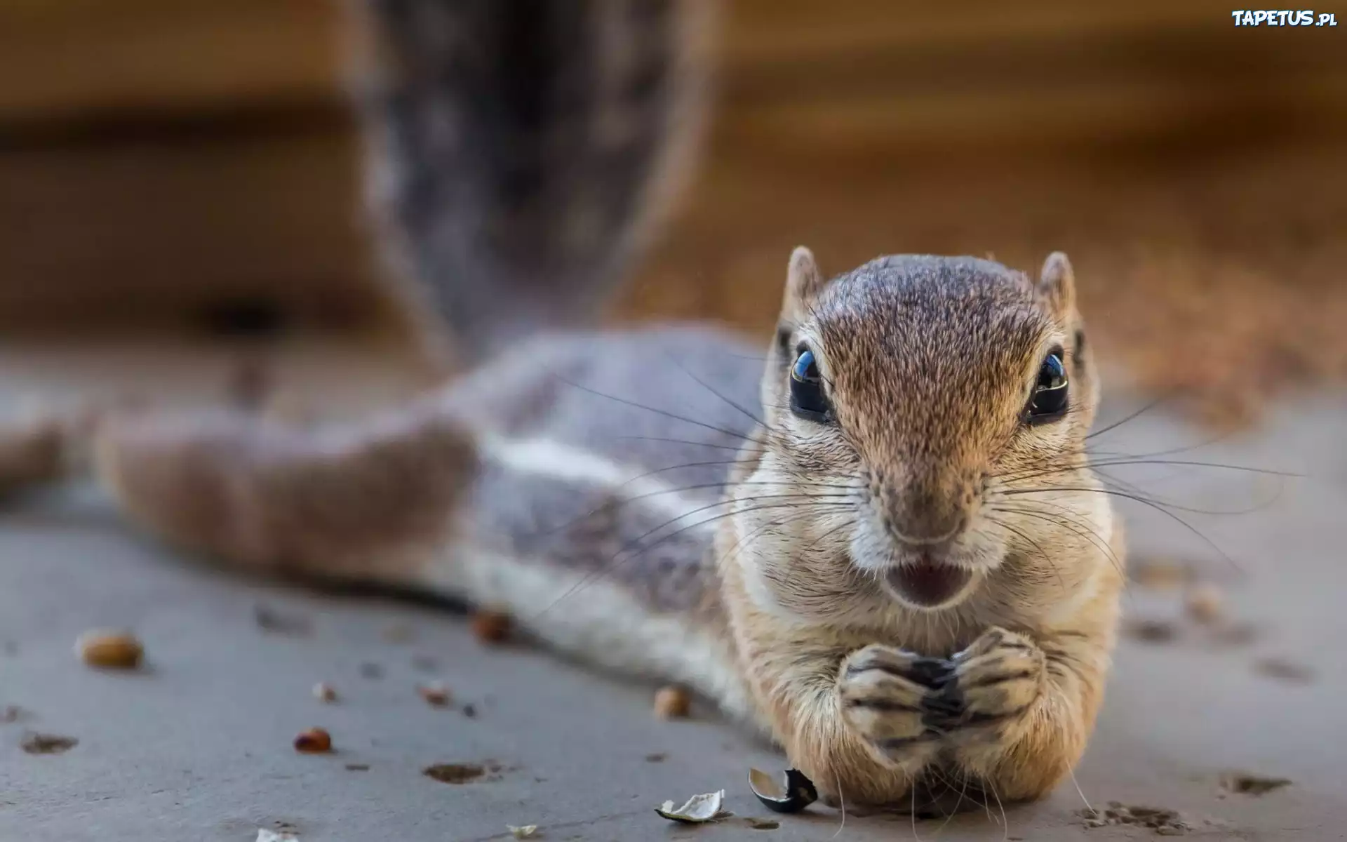 Chipmunk, Łapki