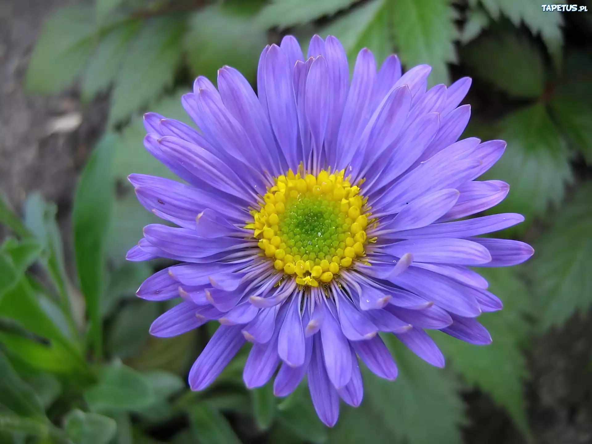 Fioletowy, Aster