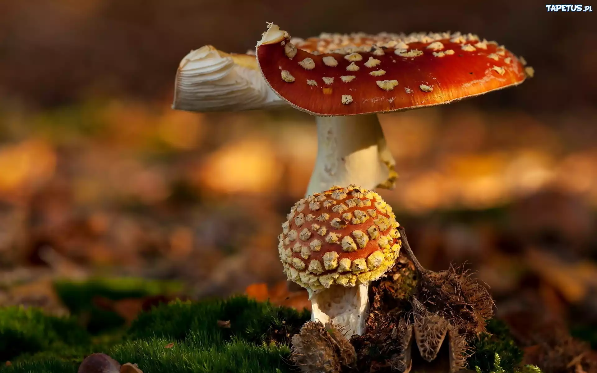 Makro, Grzyby, Muchomory