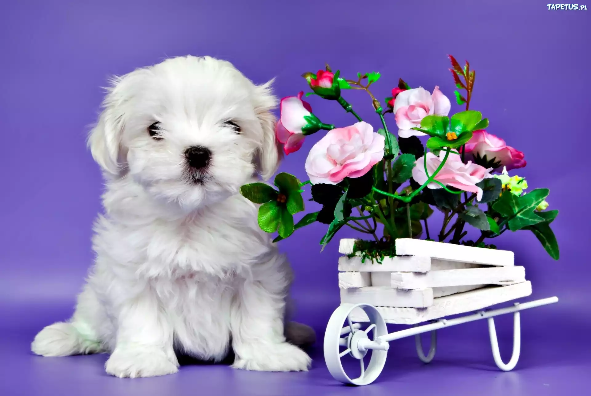 природа животные белый щенок цветы роза бесплатно