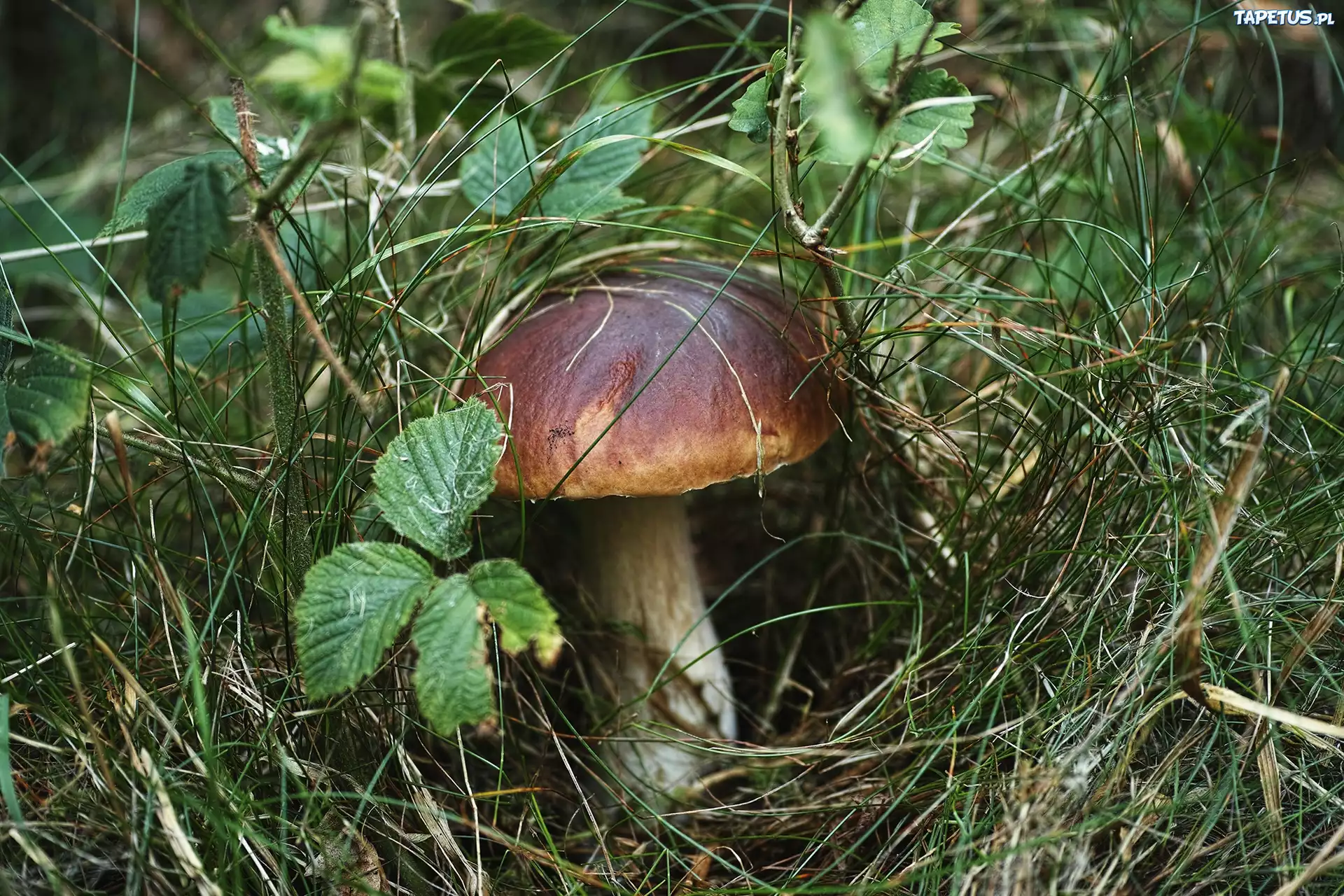 Podgrzybek, Ściółka, Trawa, Liście