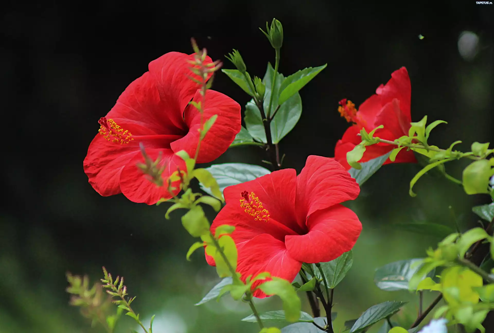 Kwiaty, Hibiskus, Czerwony, Listki
