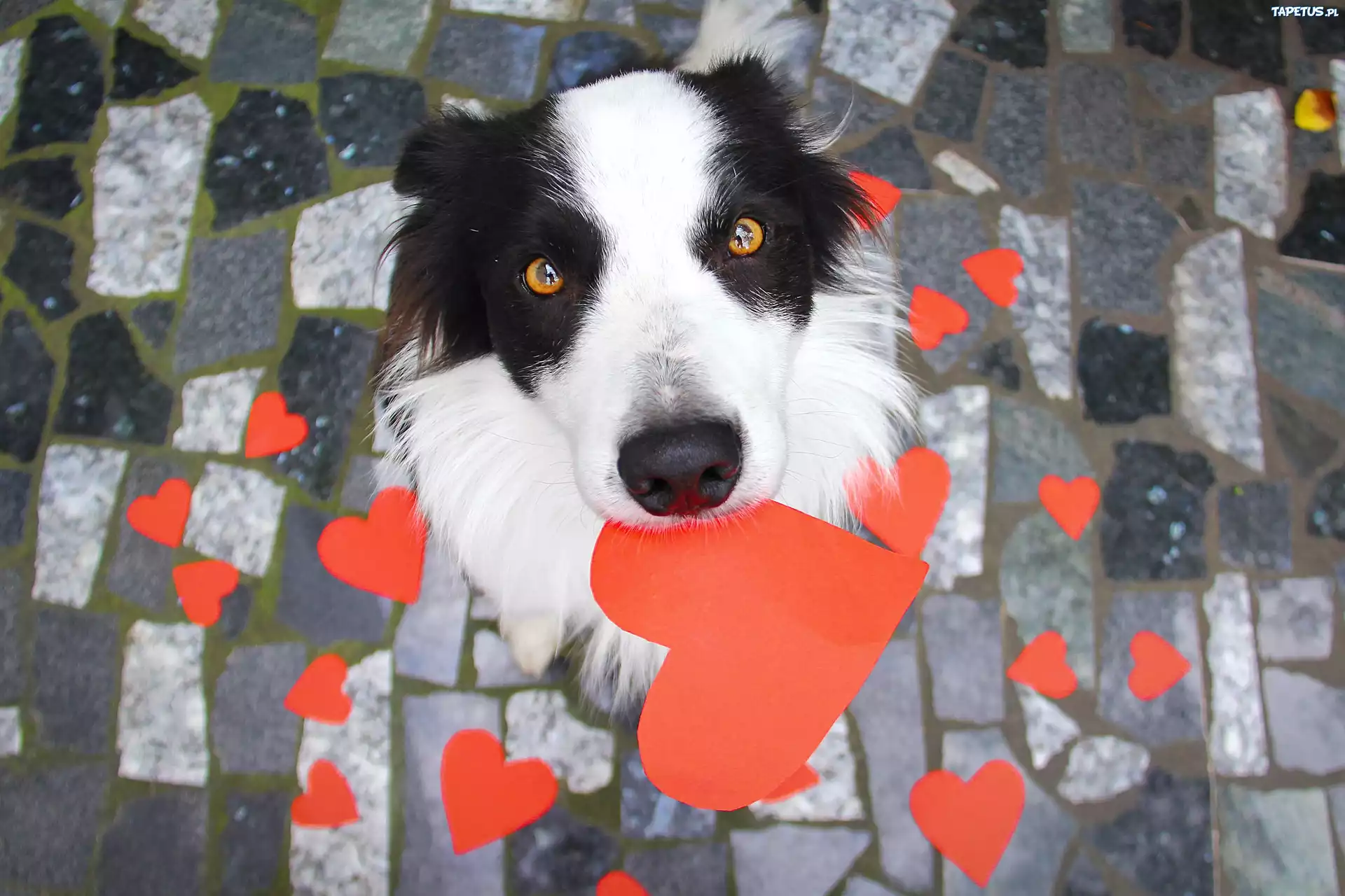 Pies, Border Collie, Serduszka