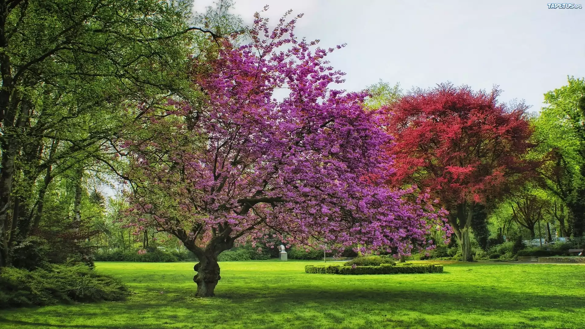 Kwitnące, Drzewa, Park, Wiosna