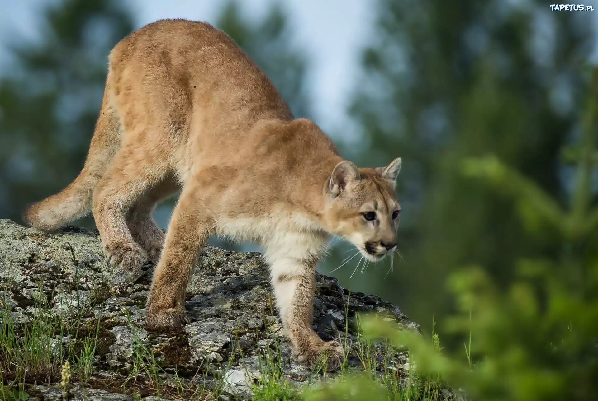 Puma, Skała