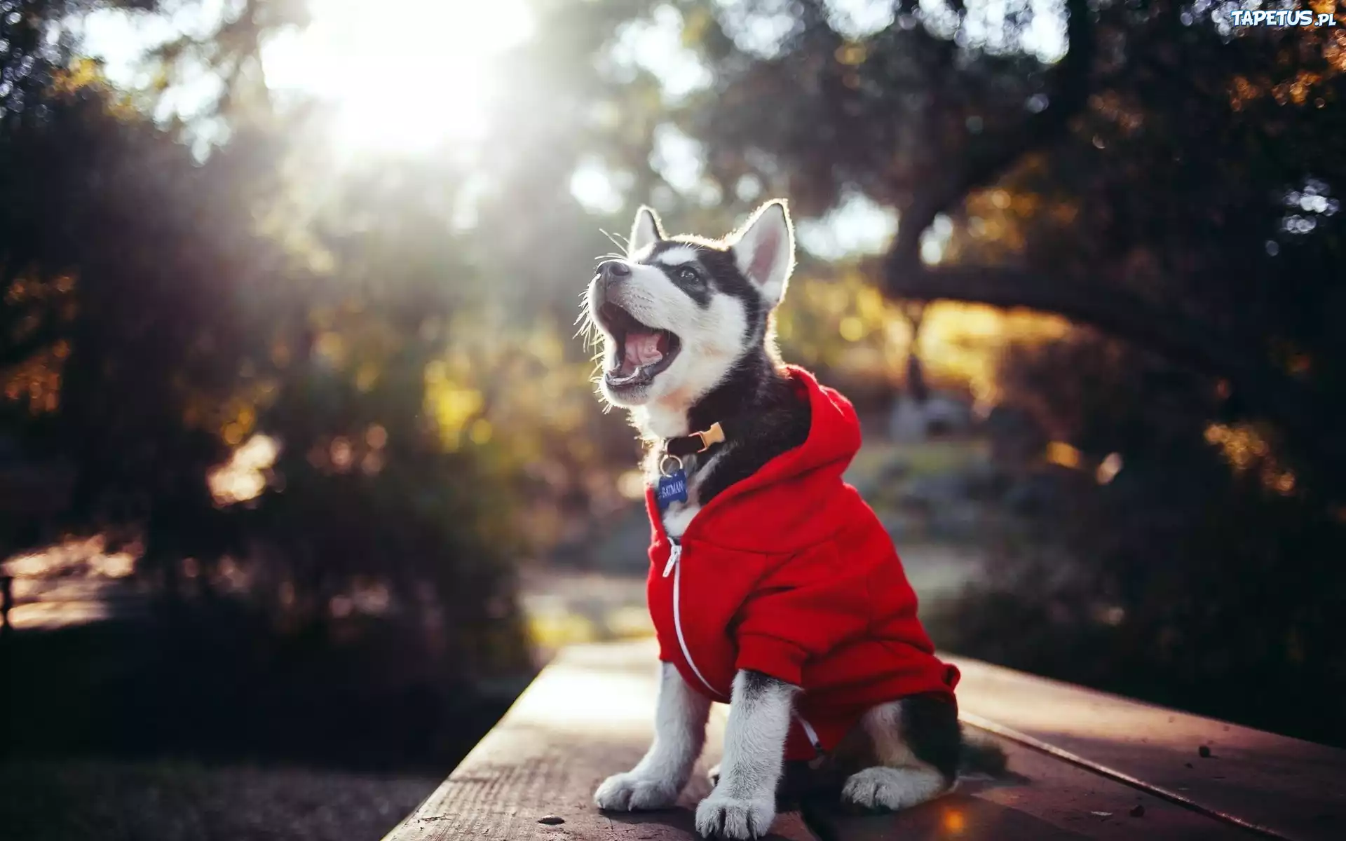 Husky, Szczeniaczek, Ubranko, Ławka, Park