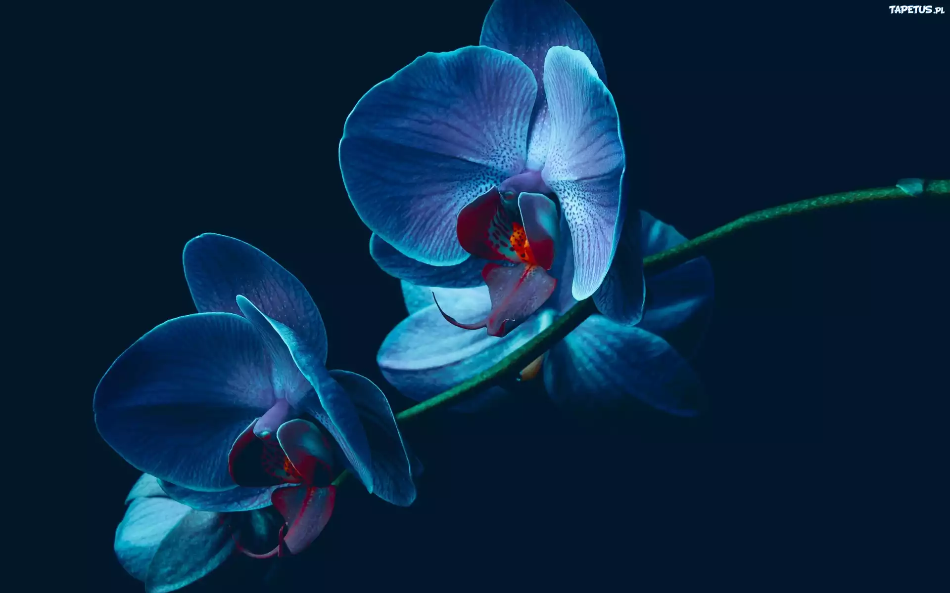Kwiat, Orchidea, Niebieska, Storczyk
