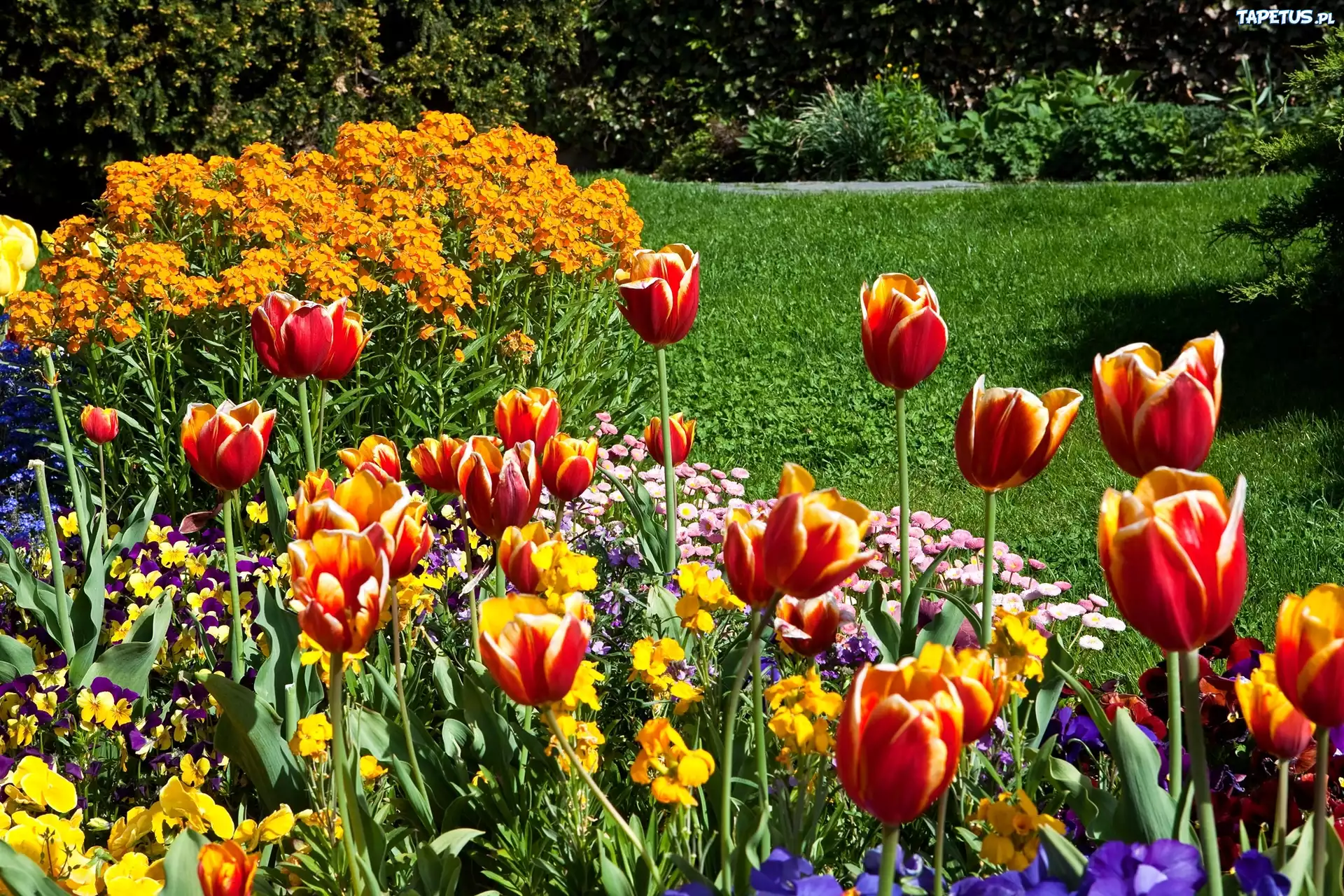 Tulipany, Kolorowe, Kwiaty, Trawnik, Park