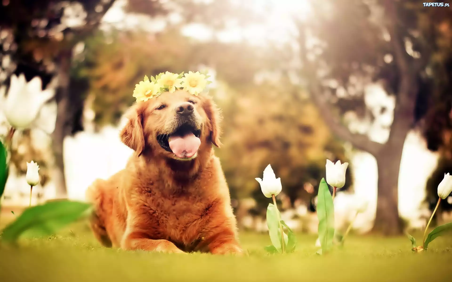 Pies, Golden Retriever, Kwiaty, Białe, Tulipany, Drzewa, Wianek