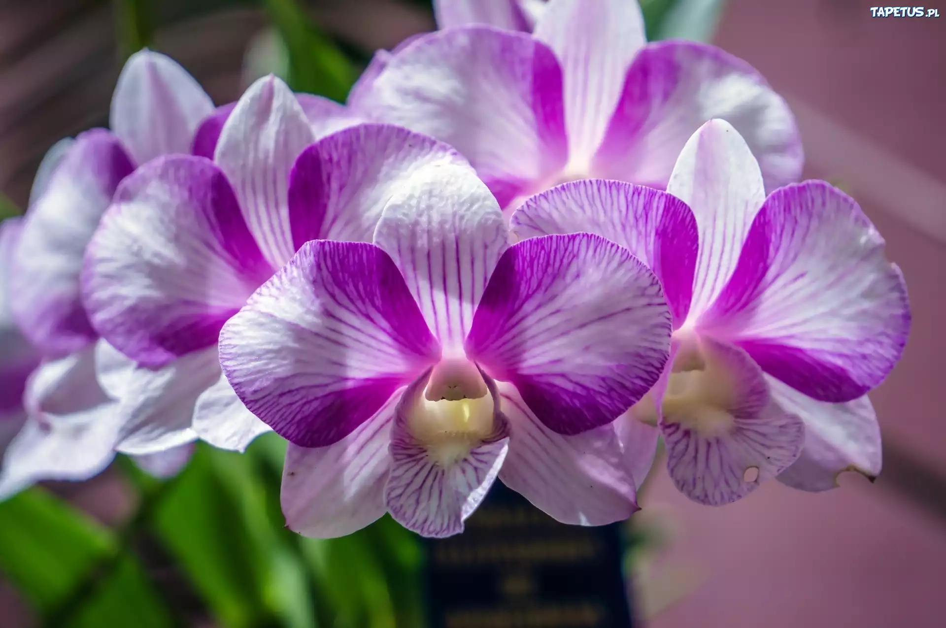Fioletowa, Orchidea