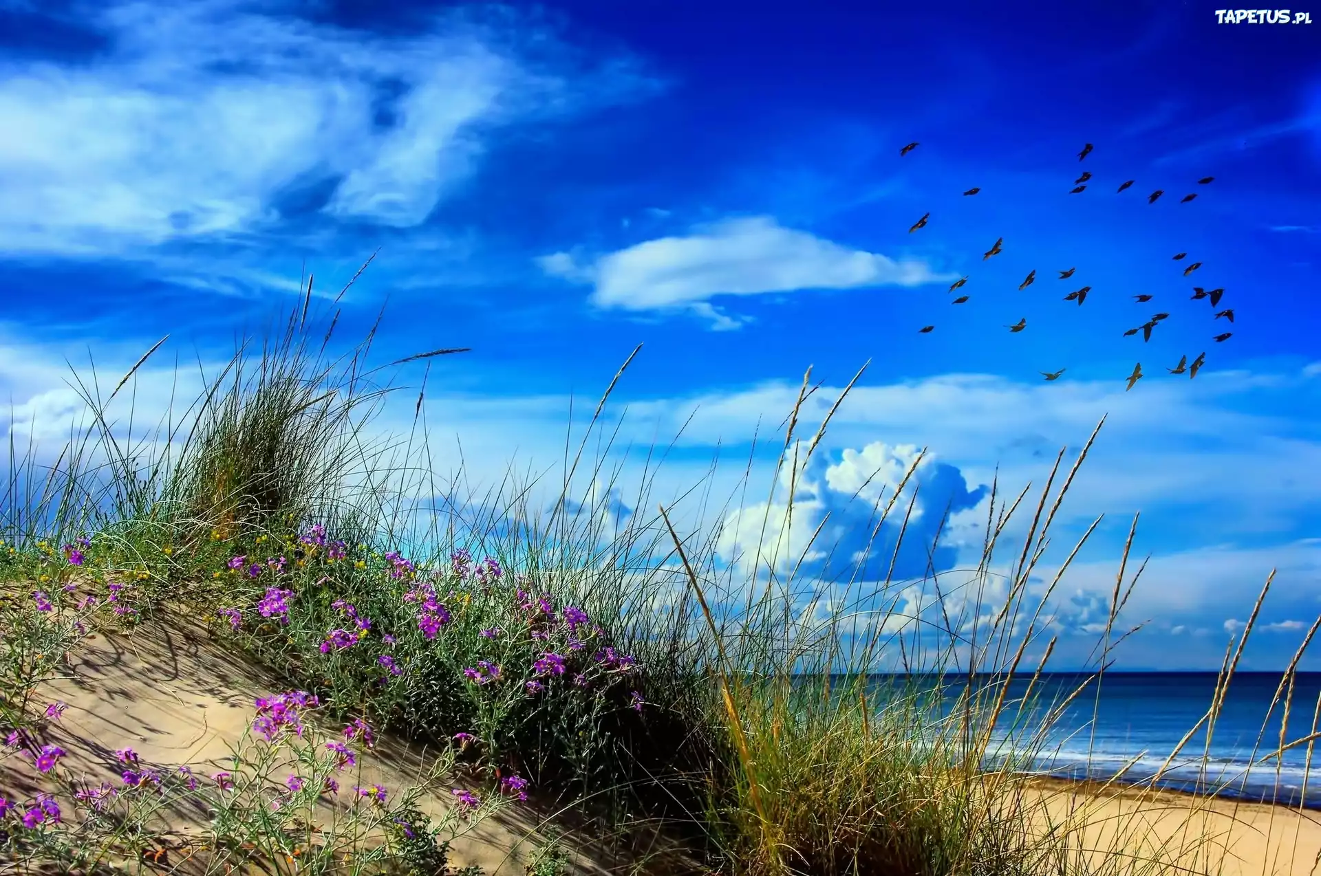 Plaża, Morze, Wydmy, Trawa, Kwiatki, Ptaki