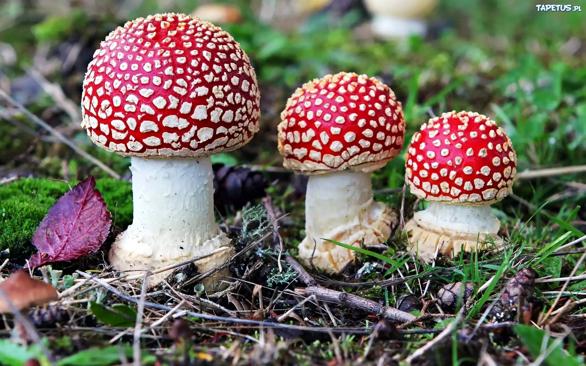 Trzy, Muchomory, Liście, Trawa, Igły